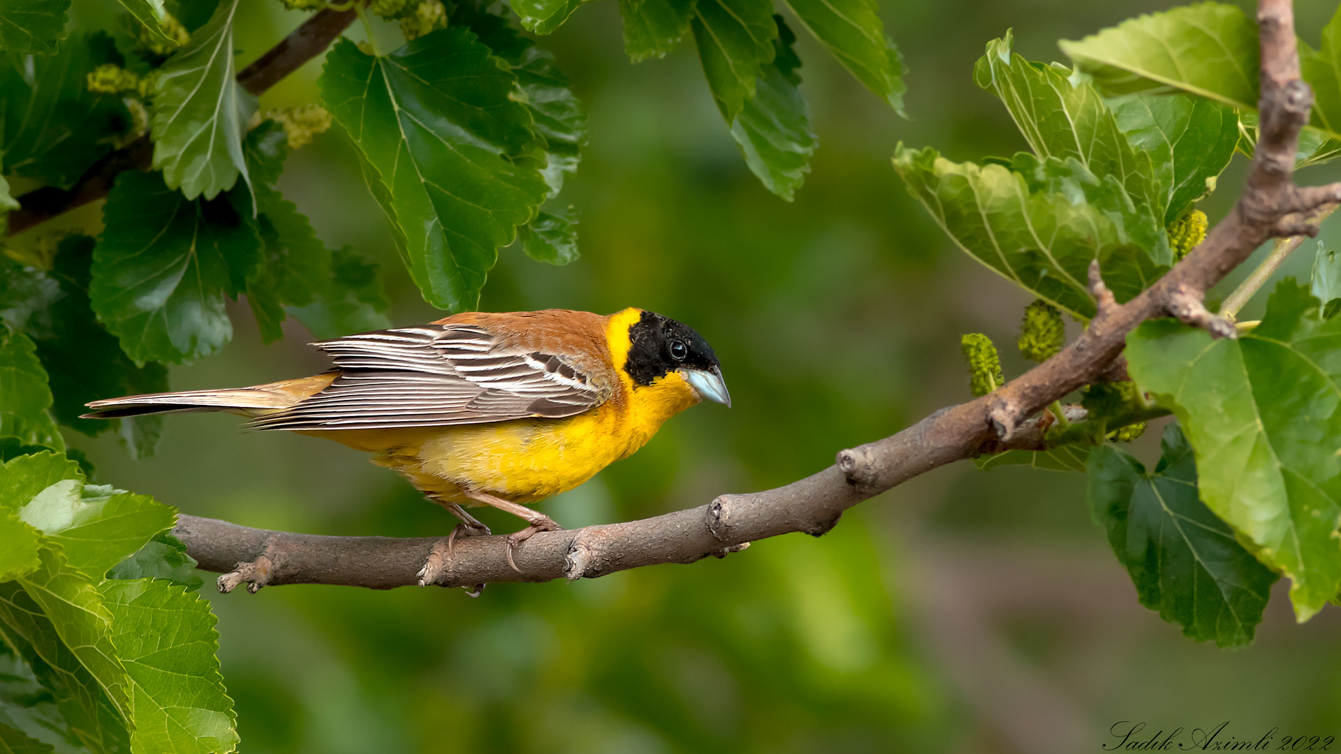 Karabaşlı kirazkuşu