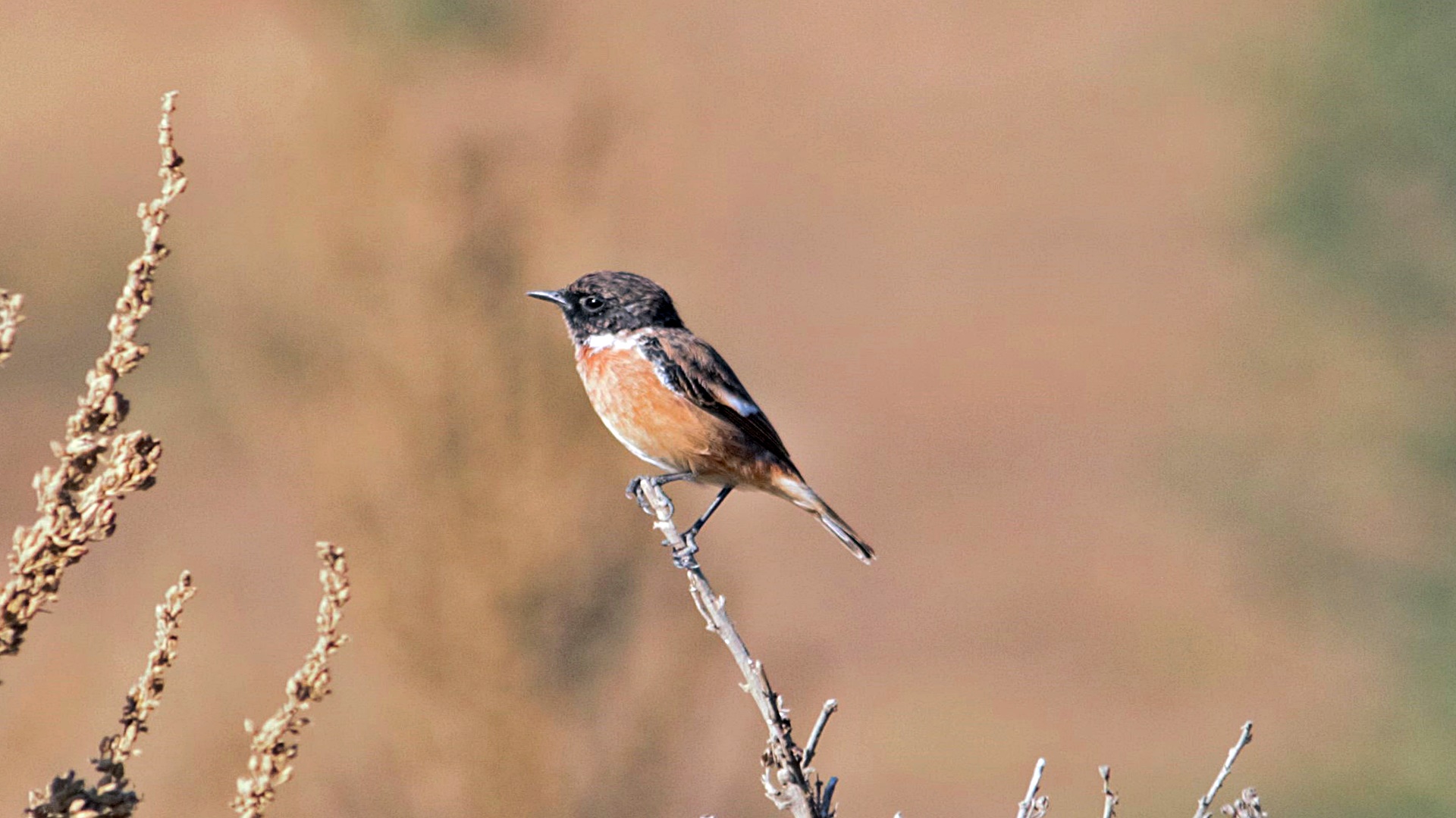 Taşkuşu » European Stonechat » Saxicola rubicola