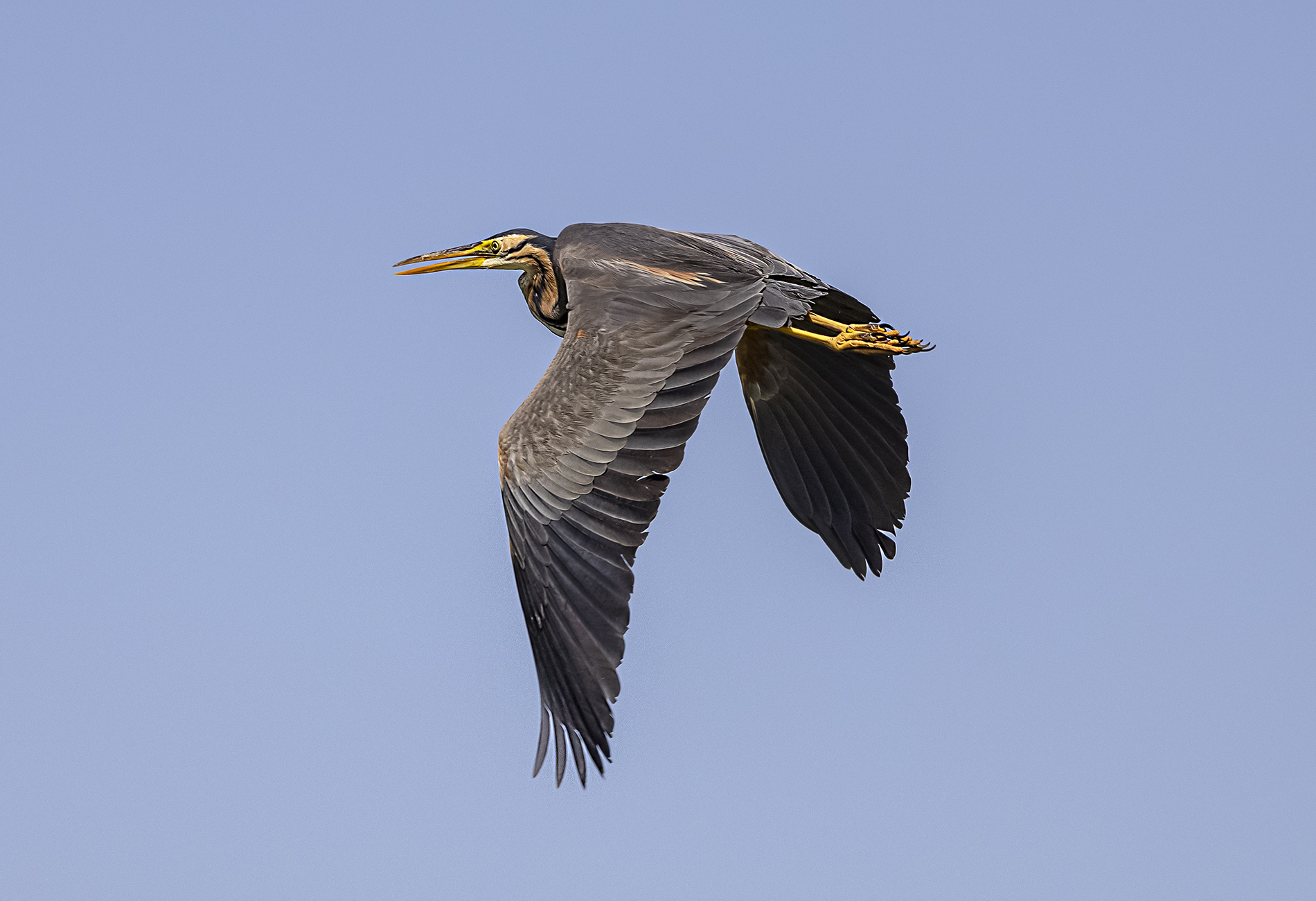 Erguvani balıkçıl