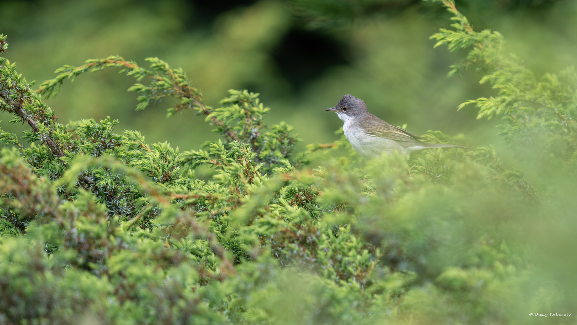 Akgerdanlı ötleğen