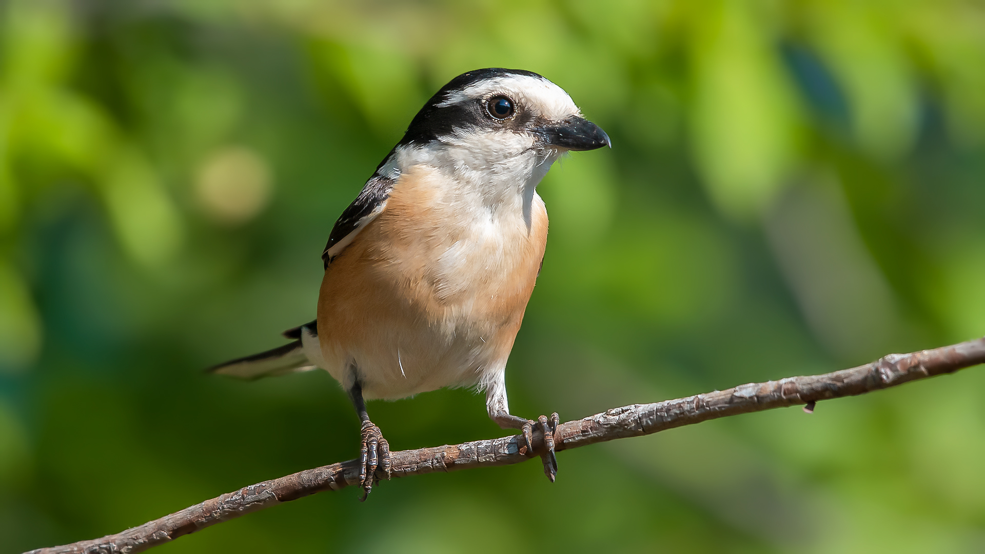 Maskeli örümcekkuşu