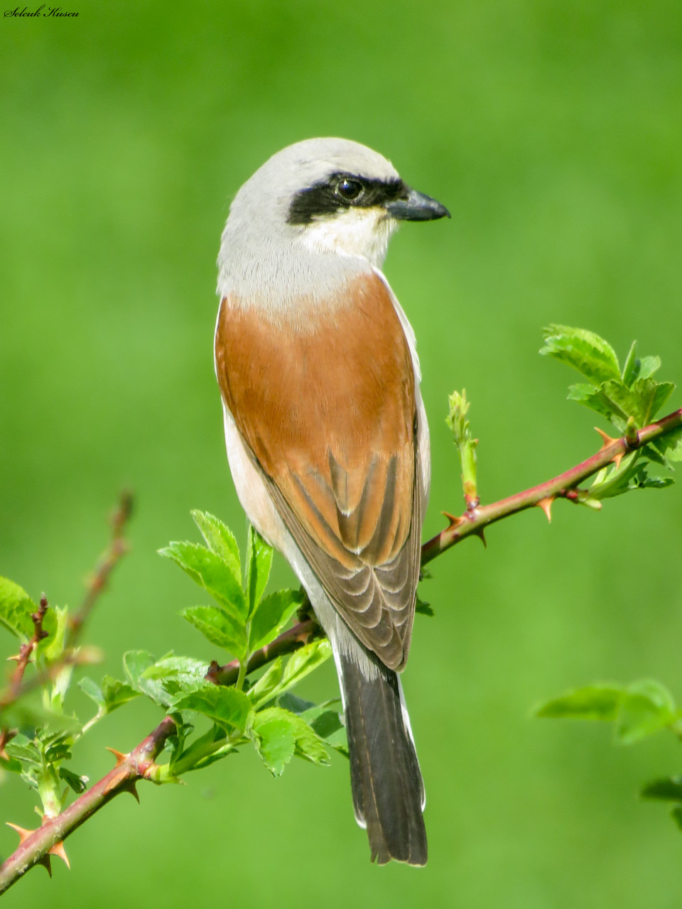 Kızılsırtlı örümcekkuşu