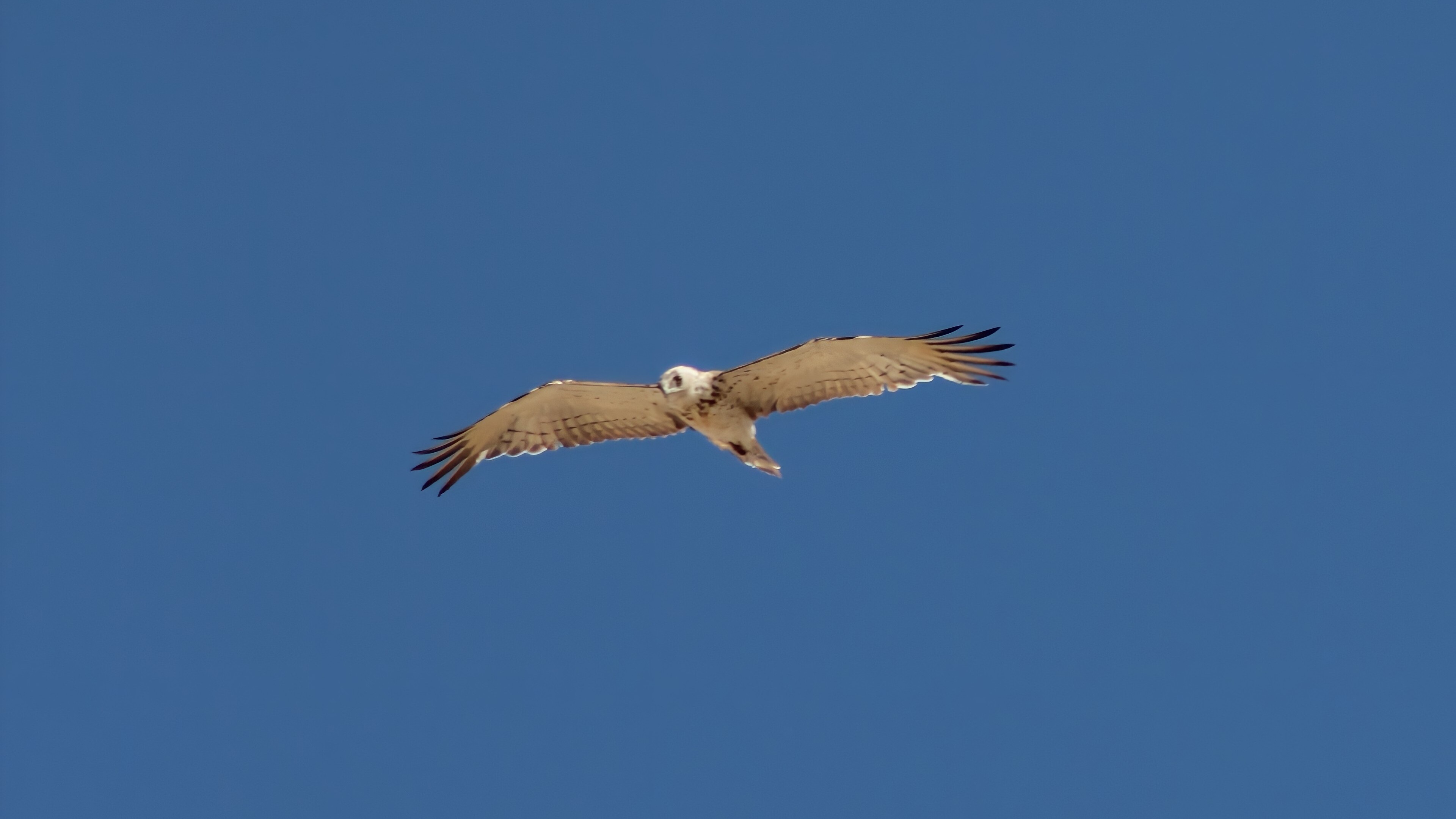 Yılan kartalı » Short-toed Snake Eagle » Circaetus gallicus