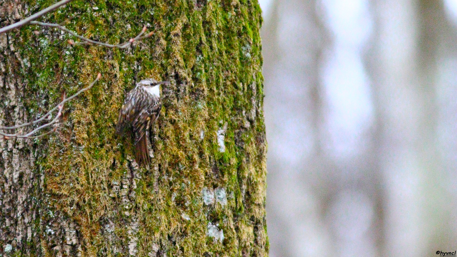 Bahçe tırmaşıkkuşu