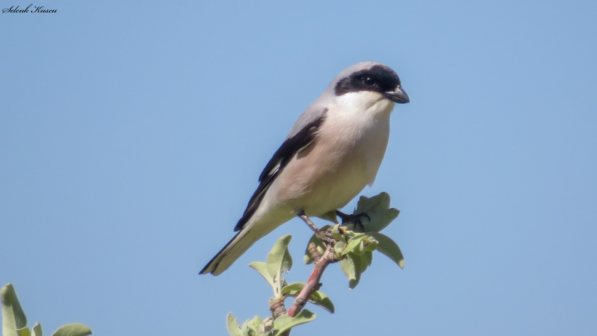 Karaalınlı örümcekkuşu