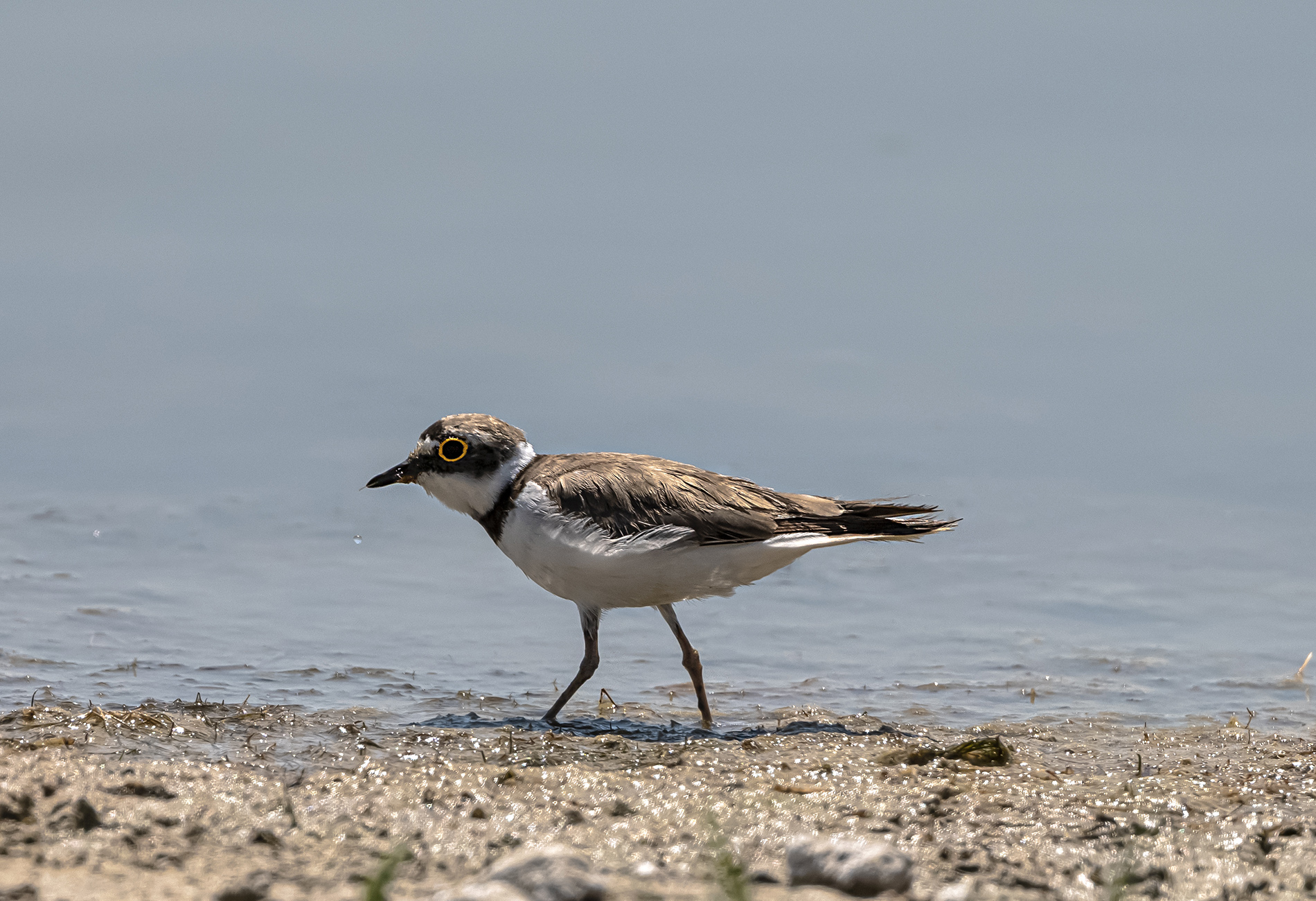 Halkalı küçük cılıbıt