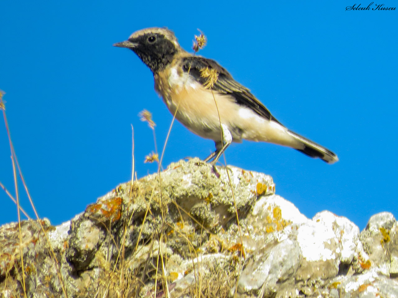 Karakulaklı kuyrukkakan