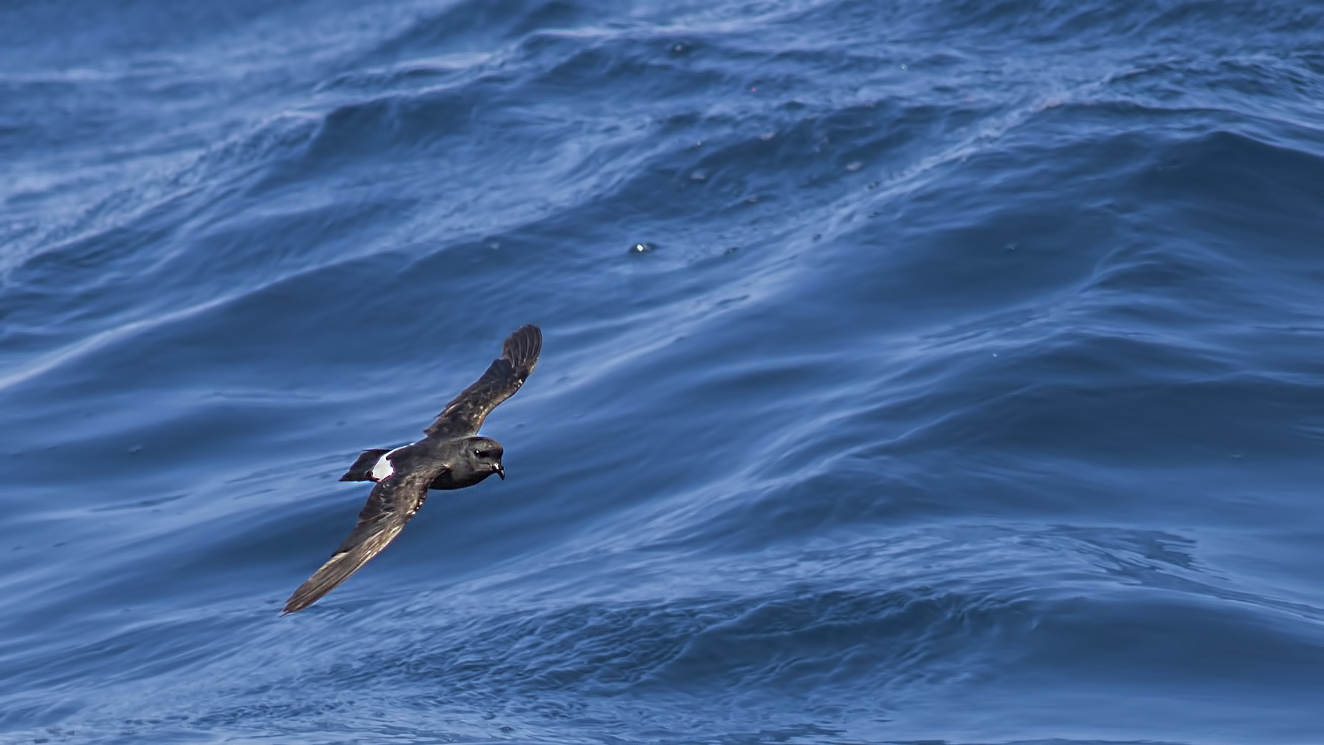 Fırtınakırlangıcı