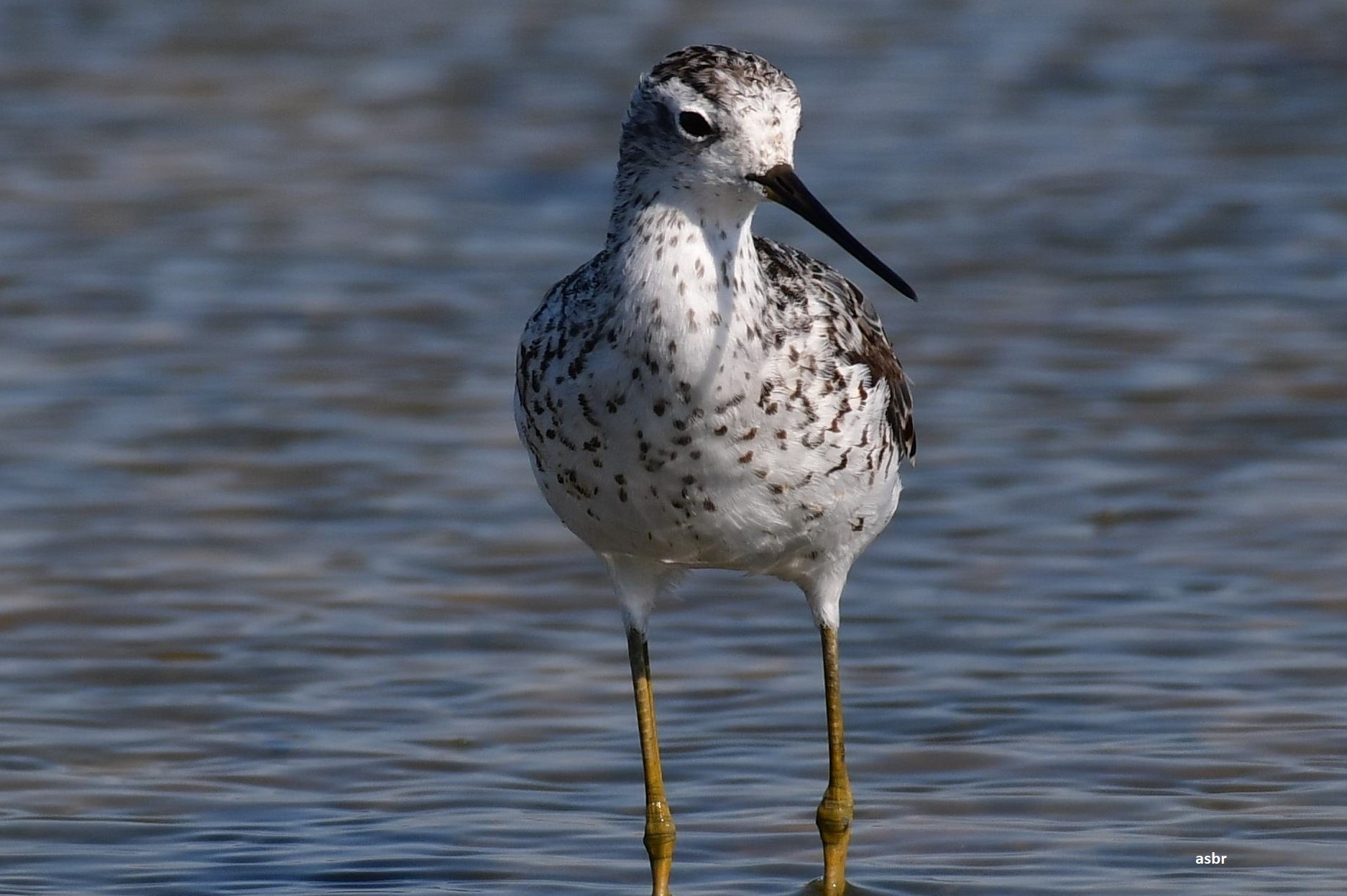 Bataklık düdükçünü