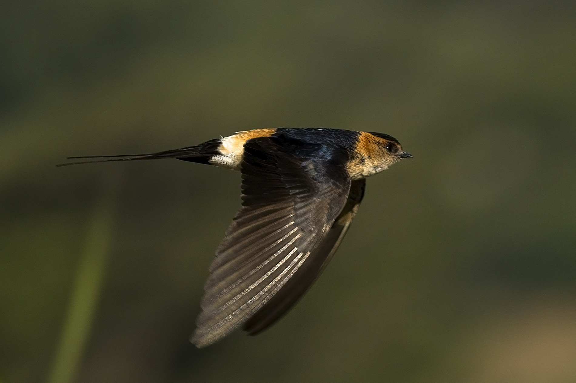 Kızıl kırlangıç