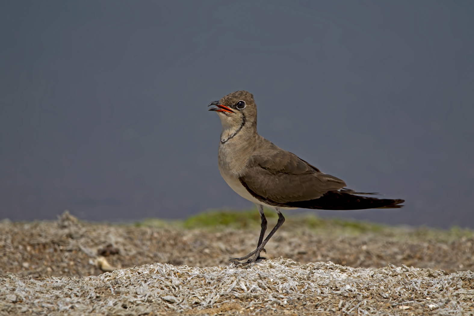 Bataklıkkırlangıcı