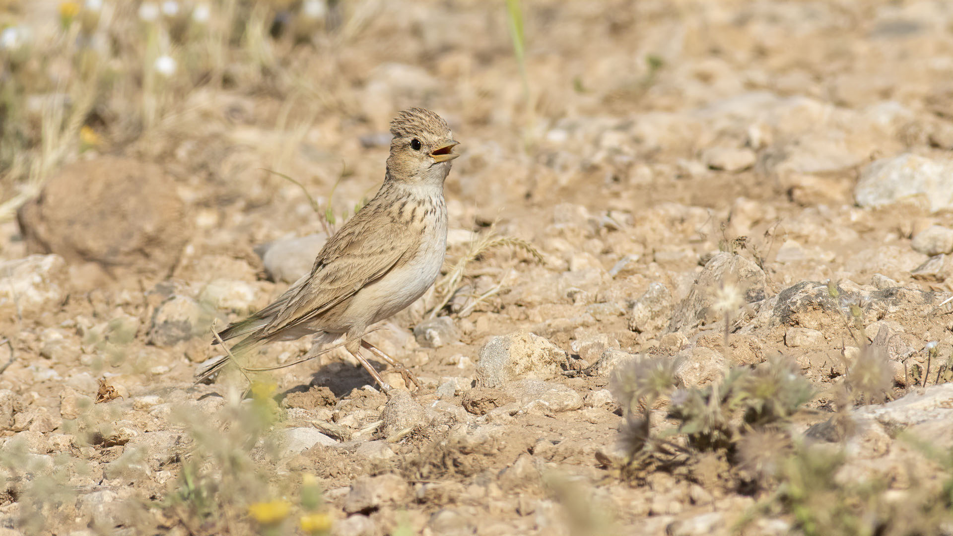 Türkistan çorak toygarı