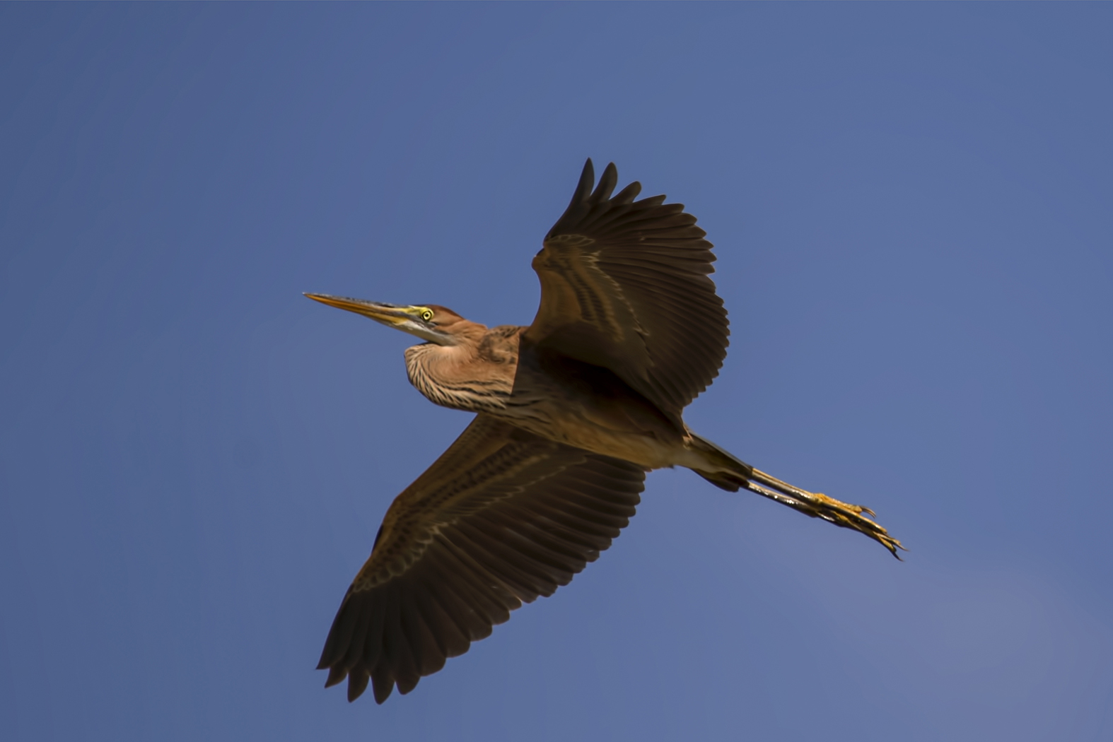 Erguvani balıkçıl