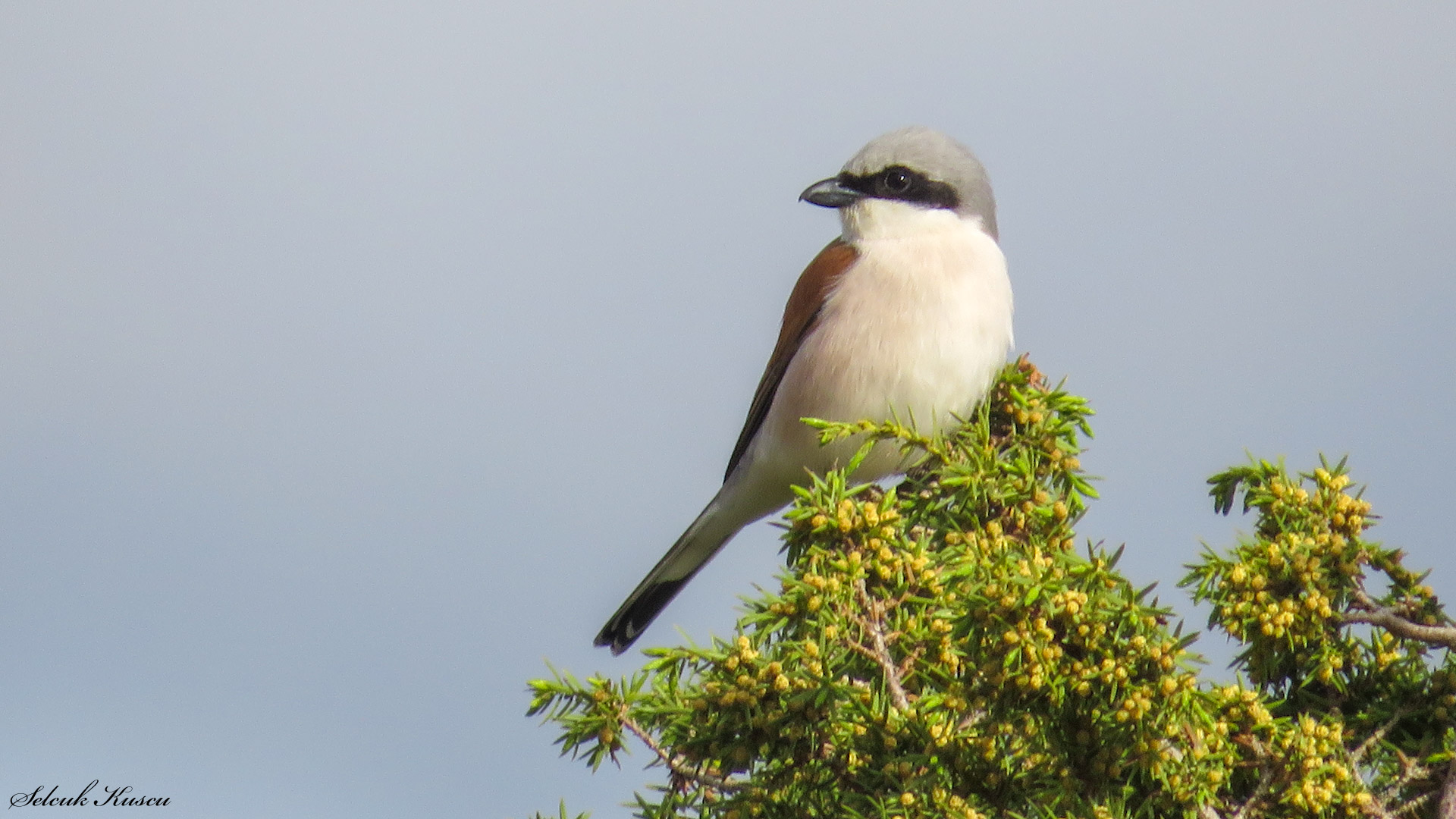 Kızılsırtlı örümcekkuşu