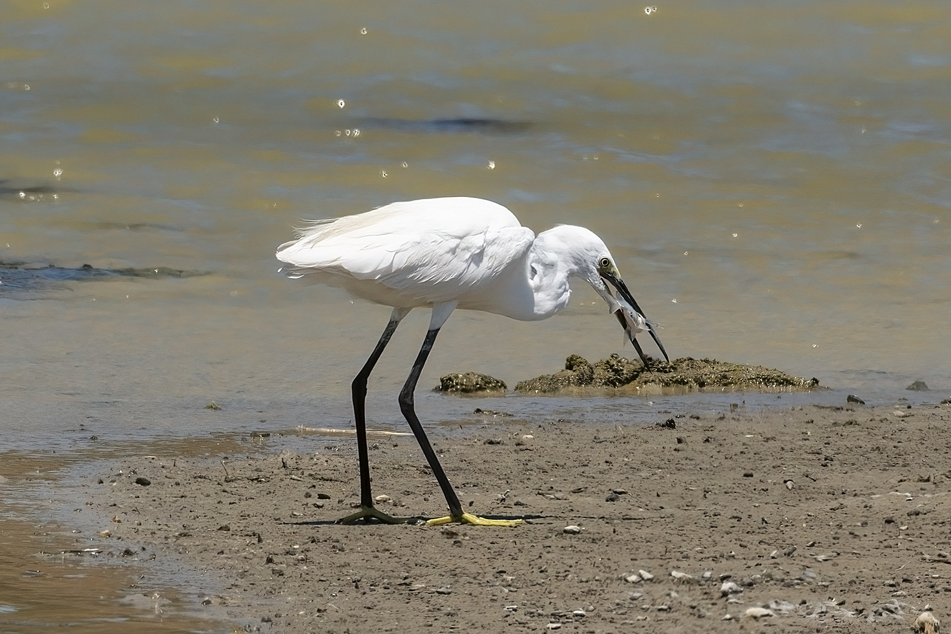 Küçük ak balıkçıl