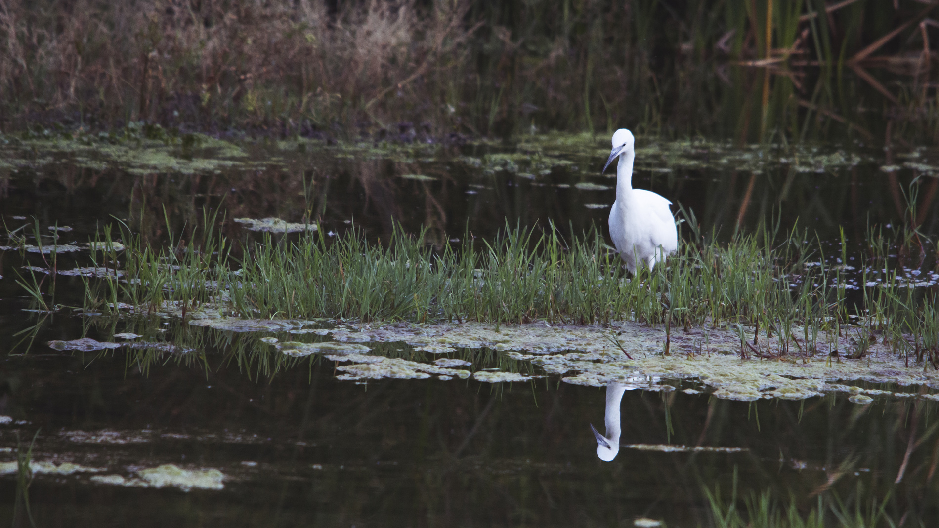 Küçük ak balıkçıl