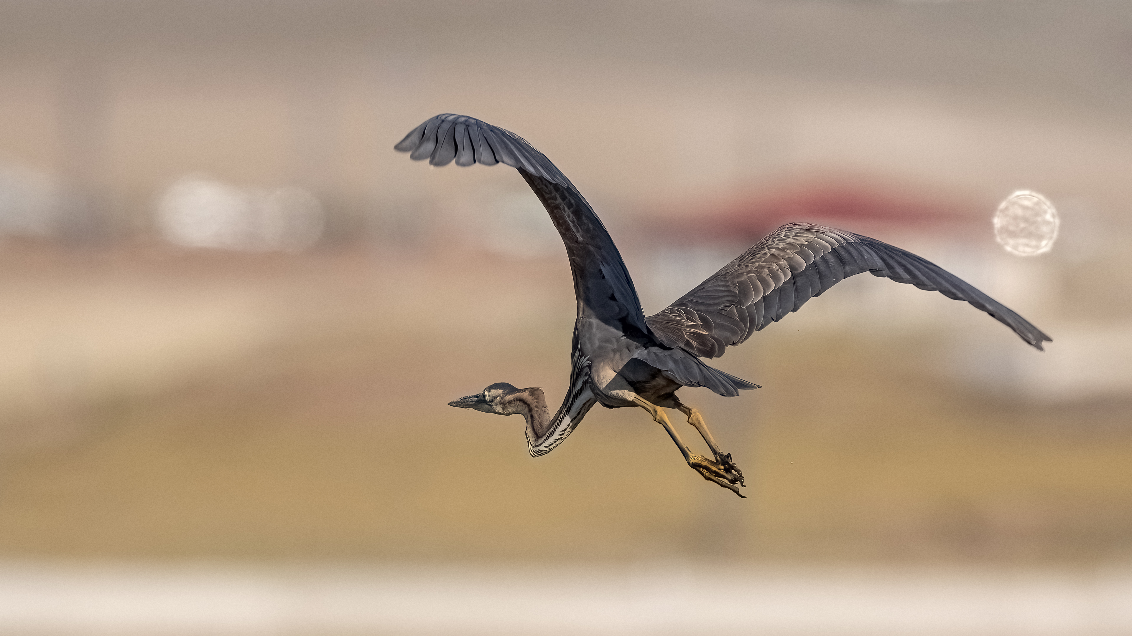 Erguvani balıkçıl