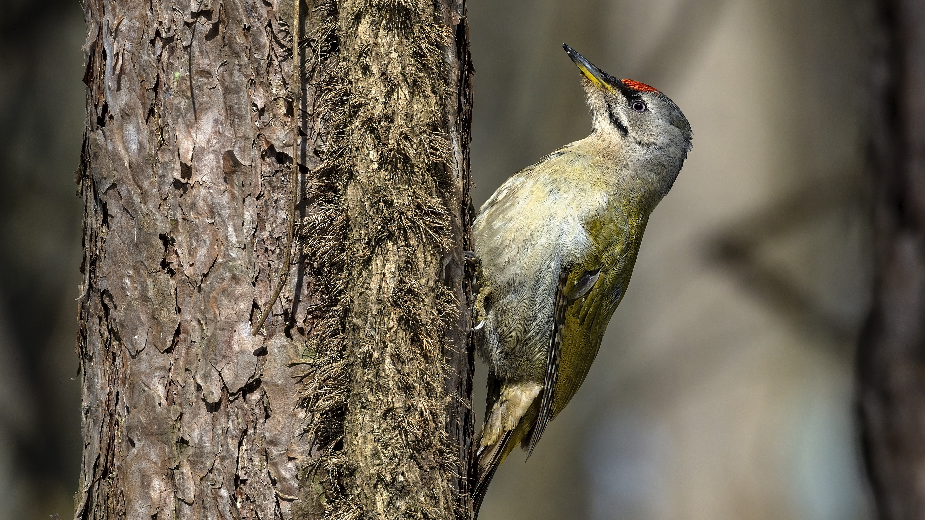 Küçük yeşil ağaçkakan » Grey-headed Woodpecker » Picus canus
