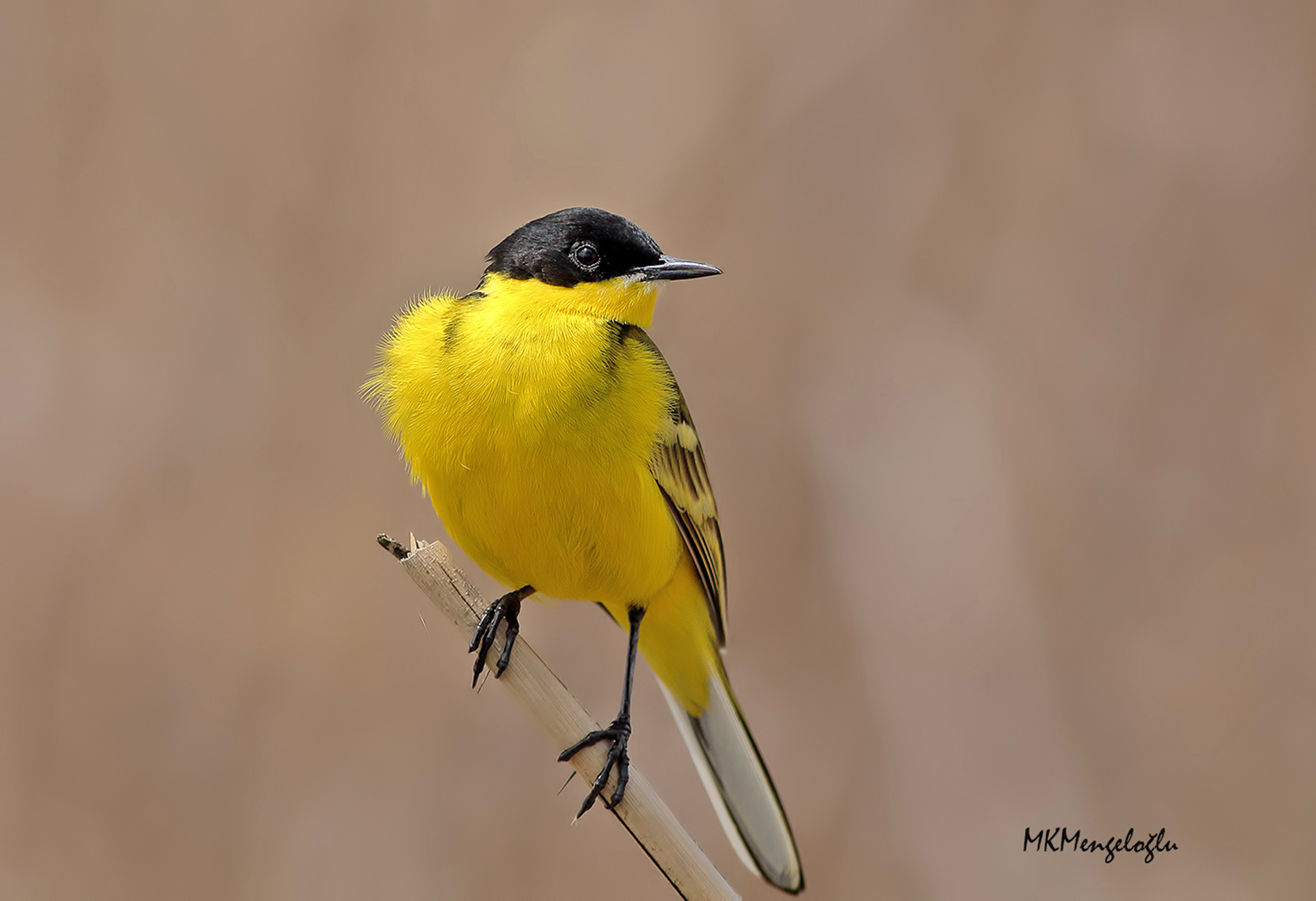 Sarı kuyruksallayan