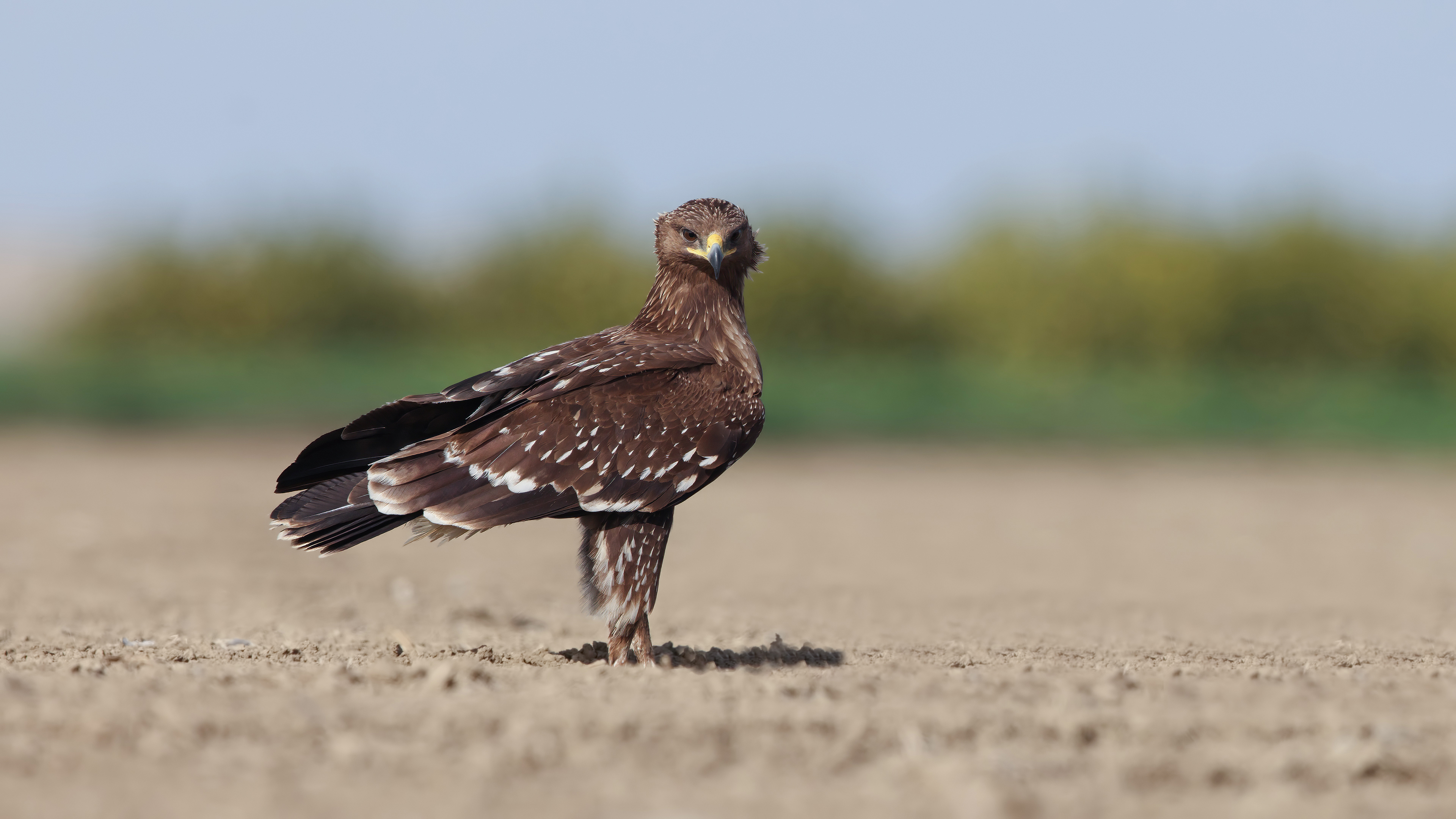 Büyük orman kartalı