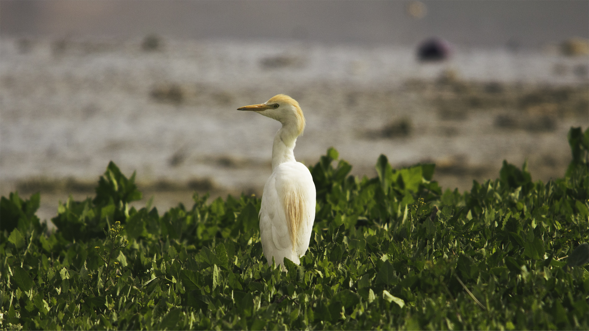 Sığır balıkçılı