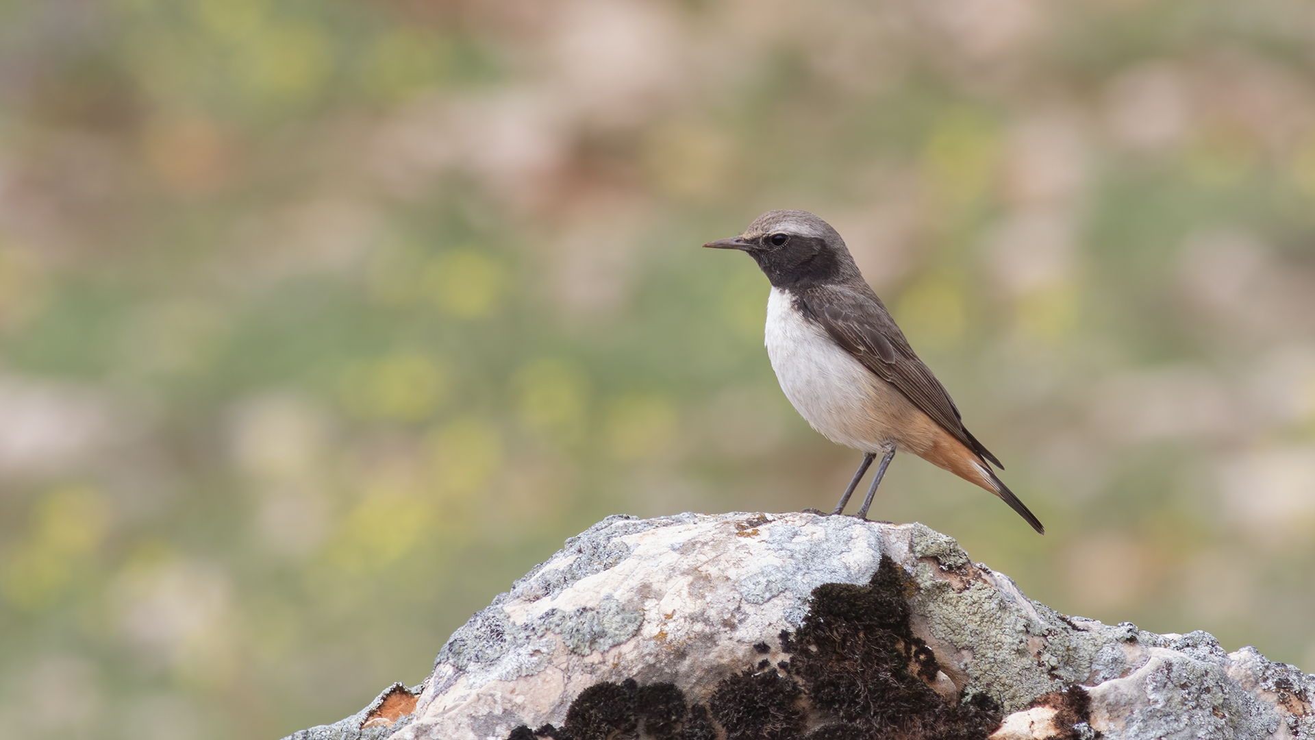 Kızılca kuyrukkakan