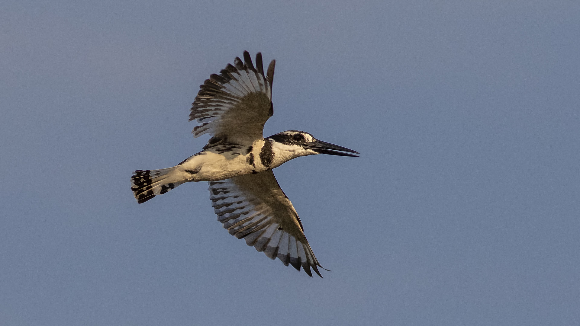 Alaca yalıçapkını
