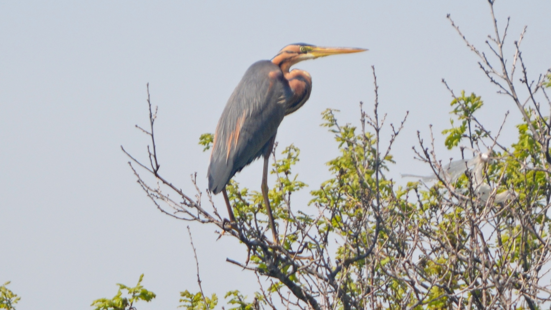 Erguvani balıkçıl