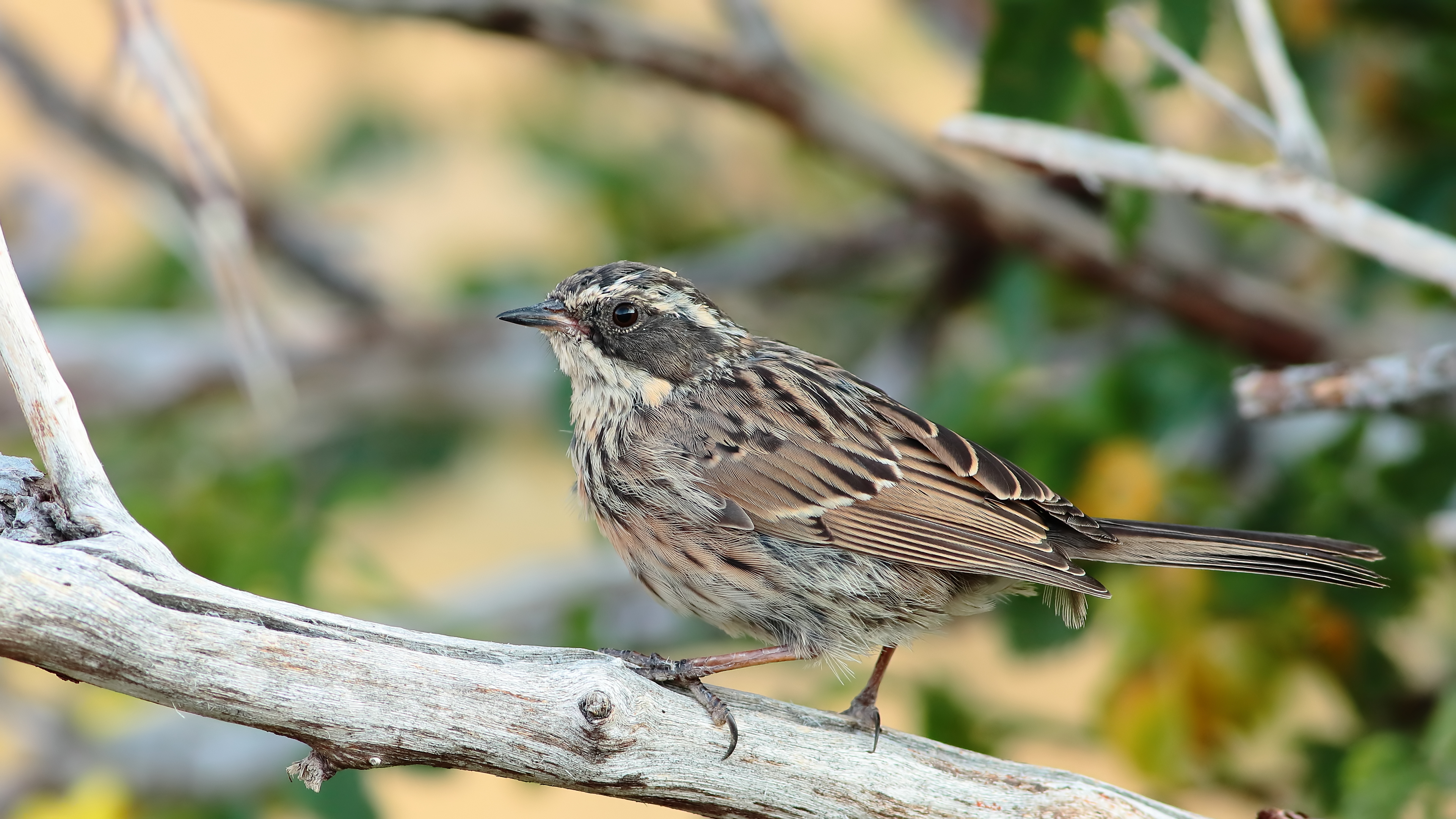 Sürmeli dağbülbülü