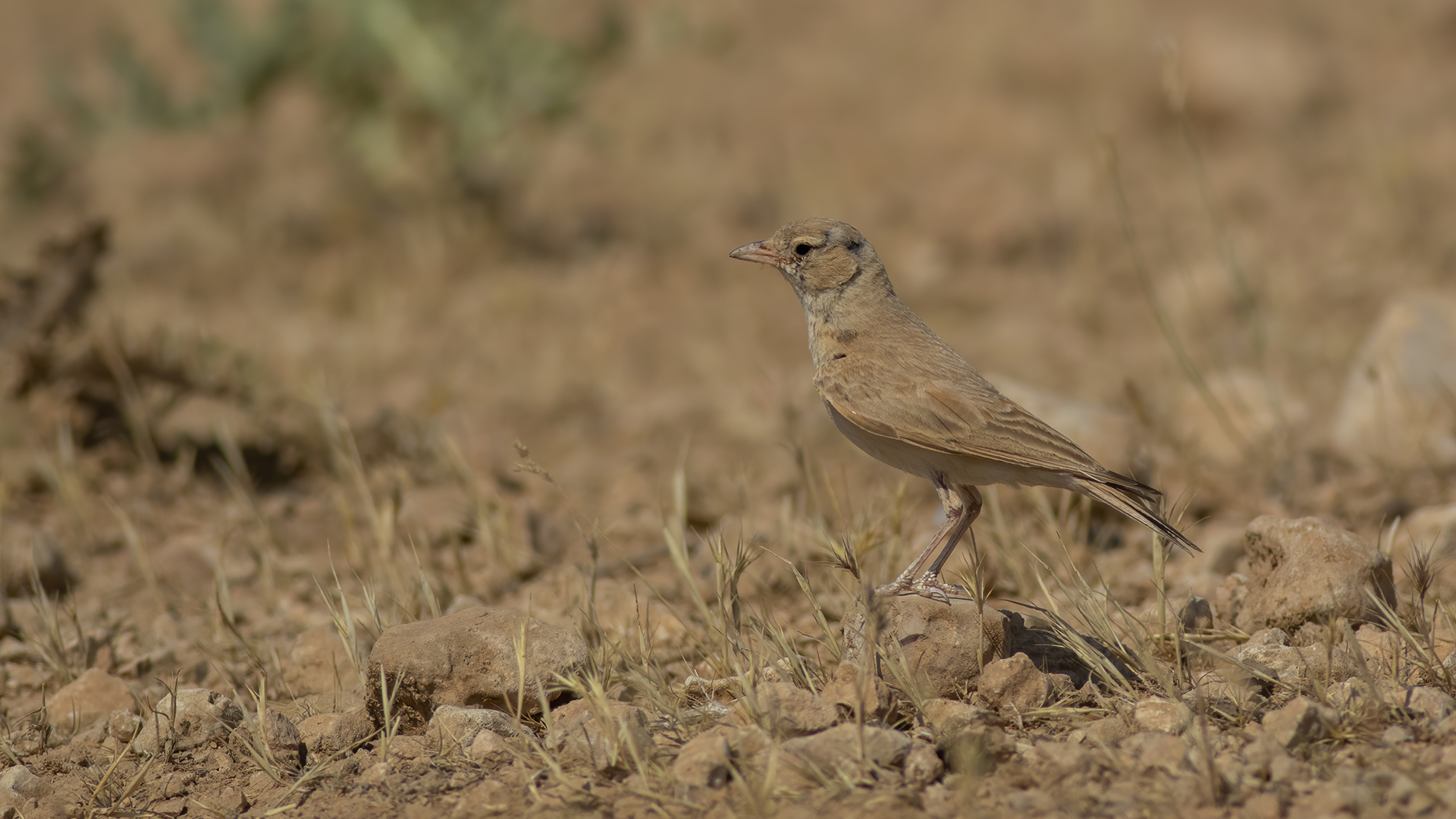 Küçük çöl toygarı
