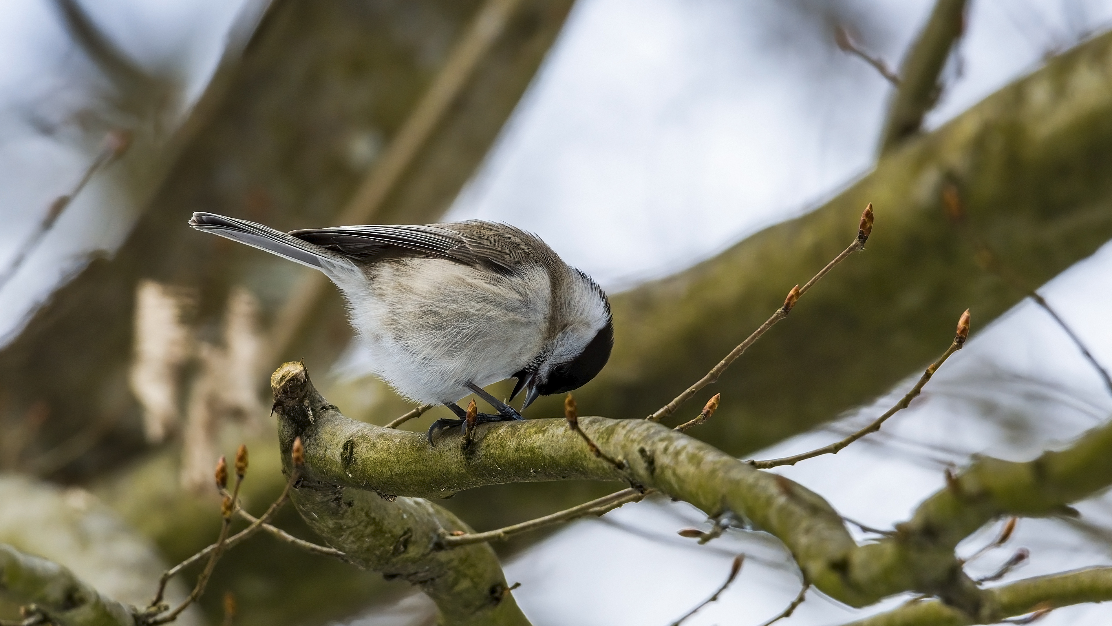 Kayın baştankarası