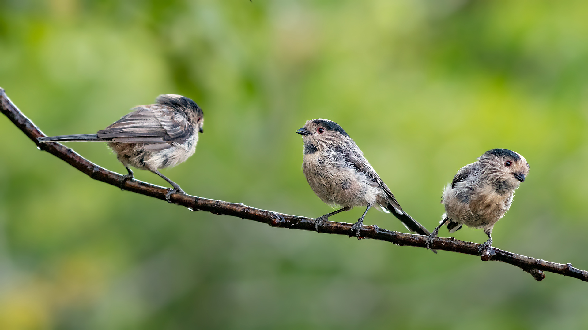 Uzunkuyruklu baştankara
