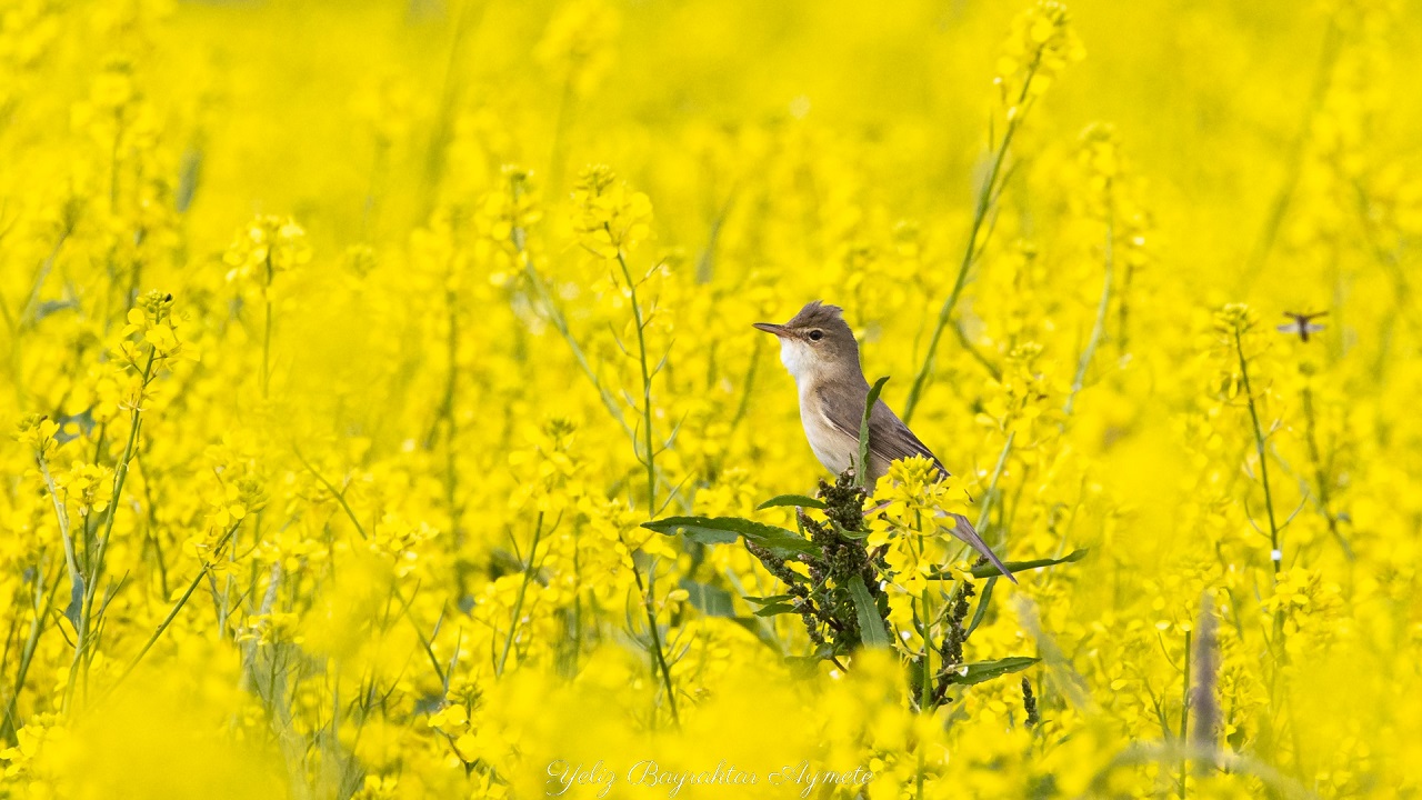 Çalı kamışçını