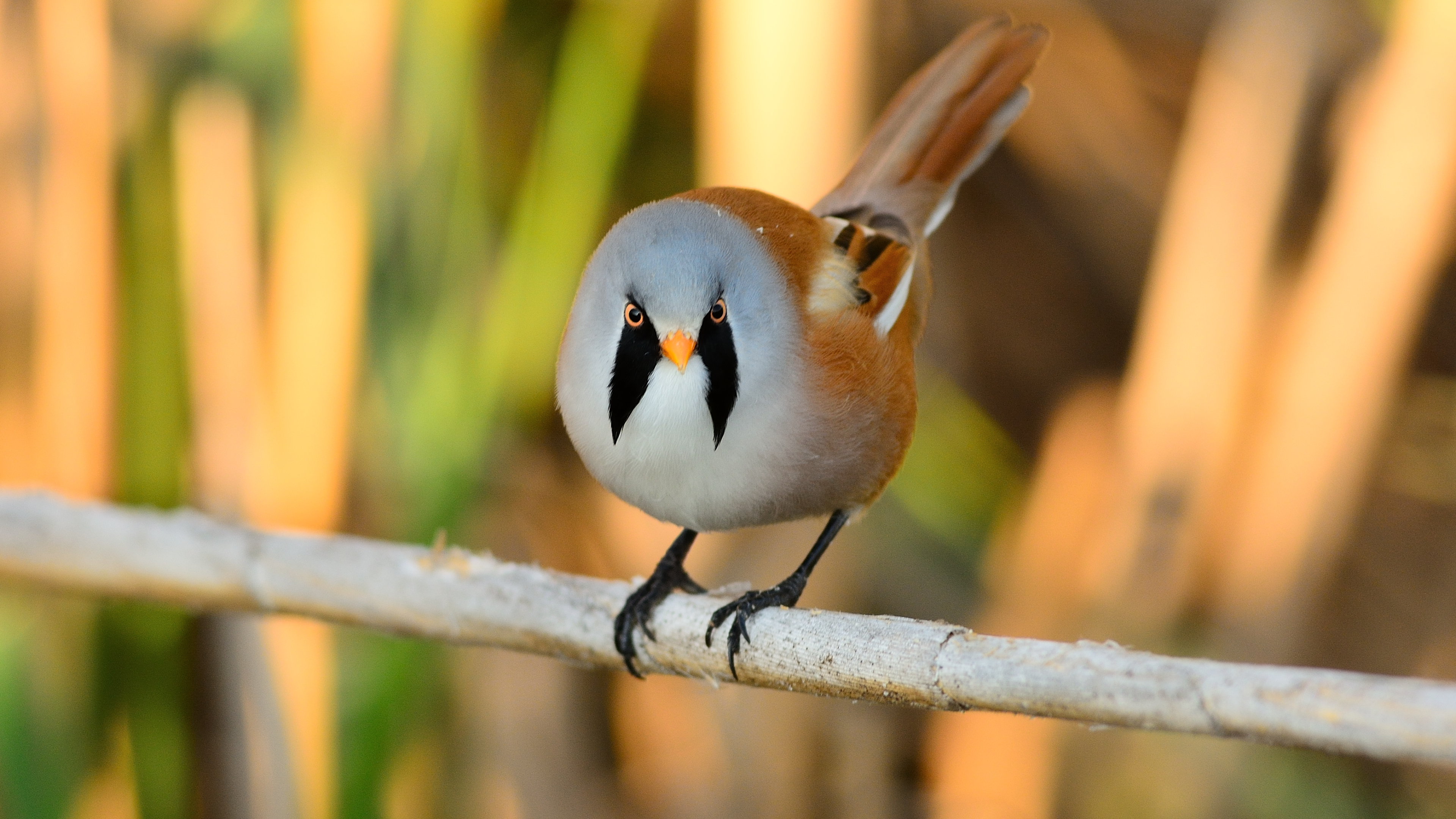 Bıyıklı baştankara