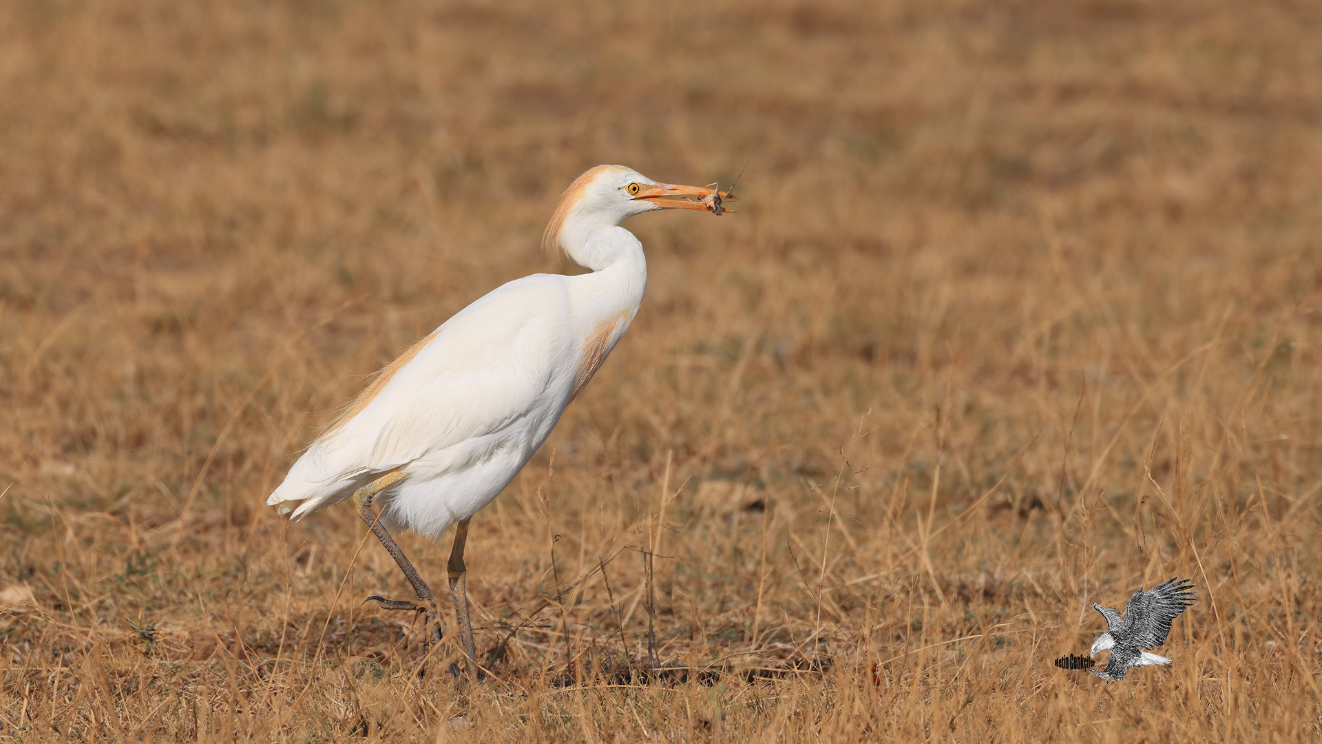 Sığır balıkçılı