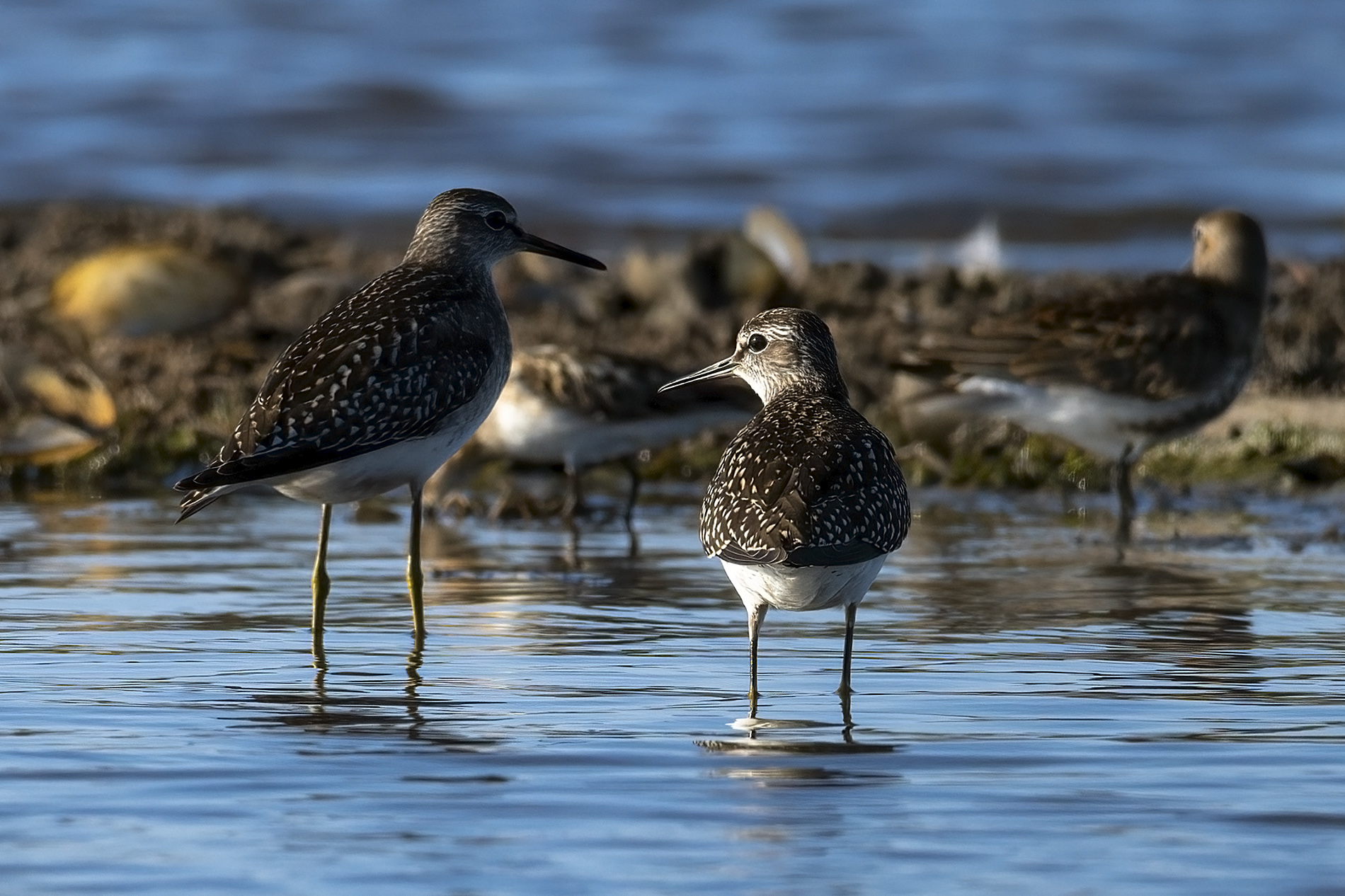 Orman düdükçünü