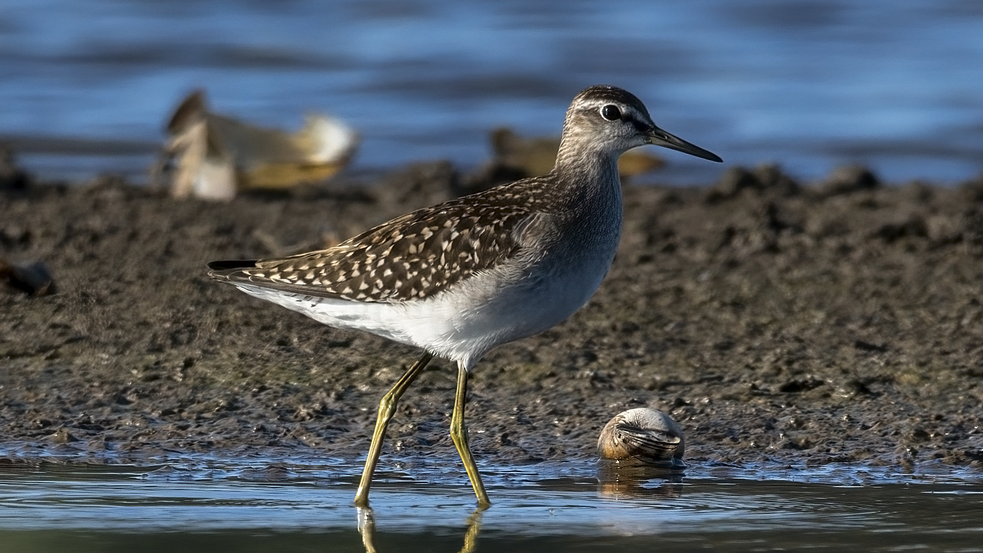 Orman düdükçünü