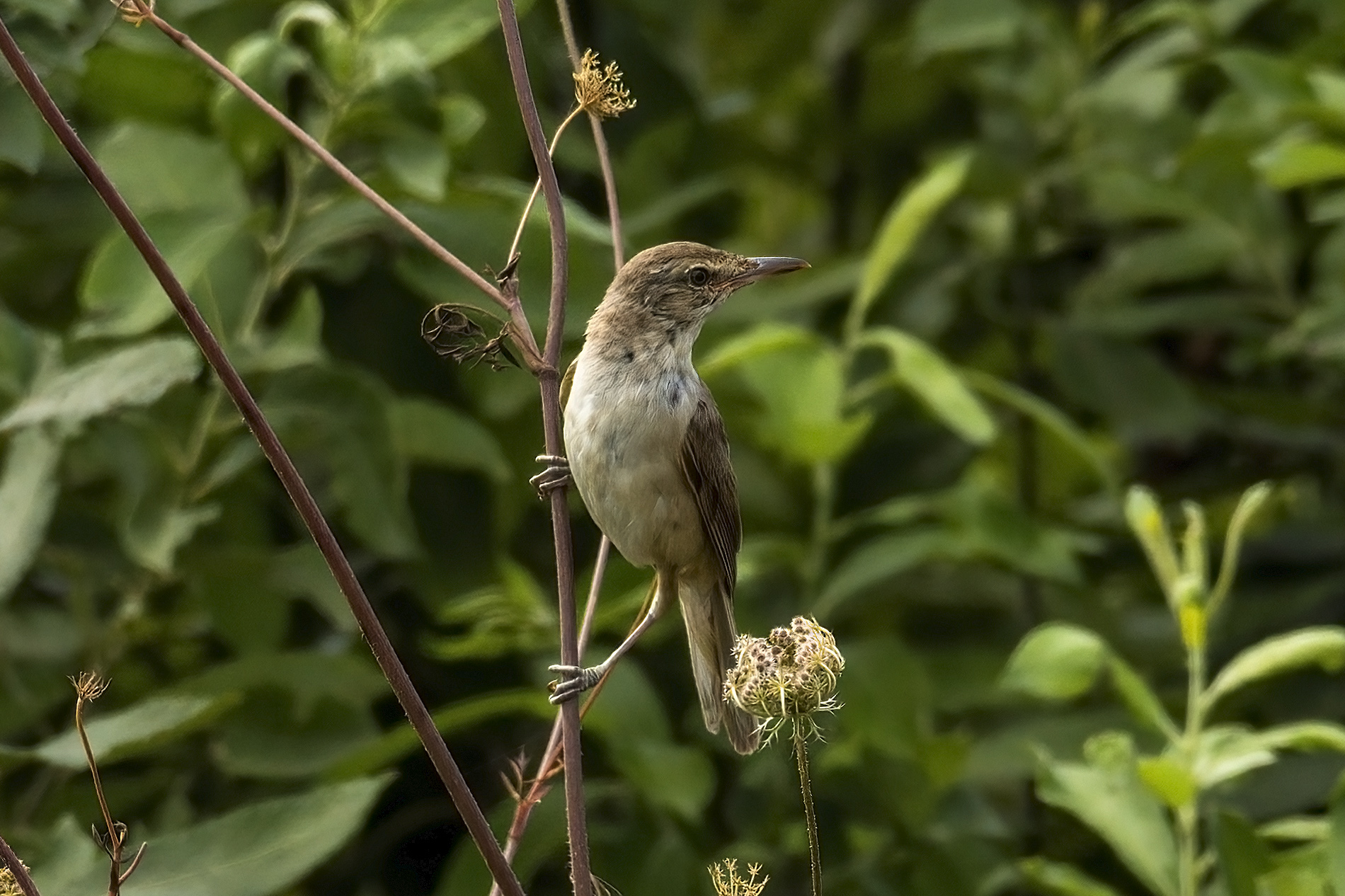 Büyük kamışçın