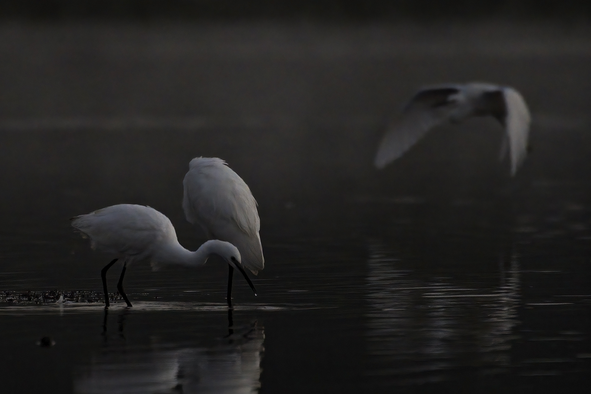 Küçük ak balıkçıl