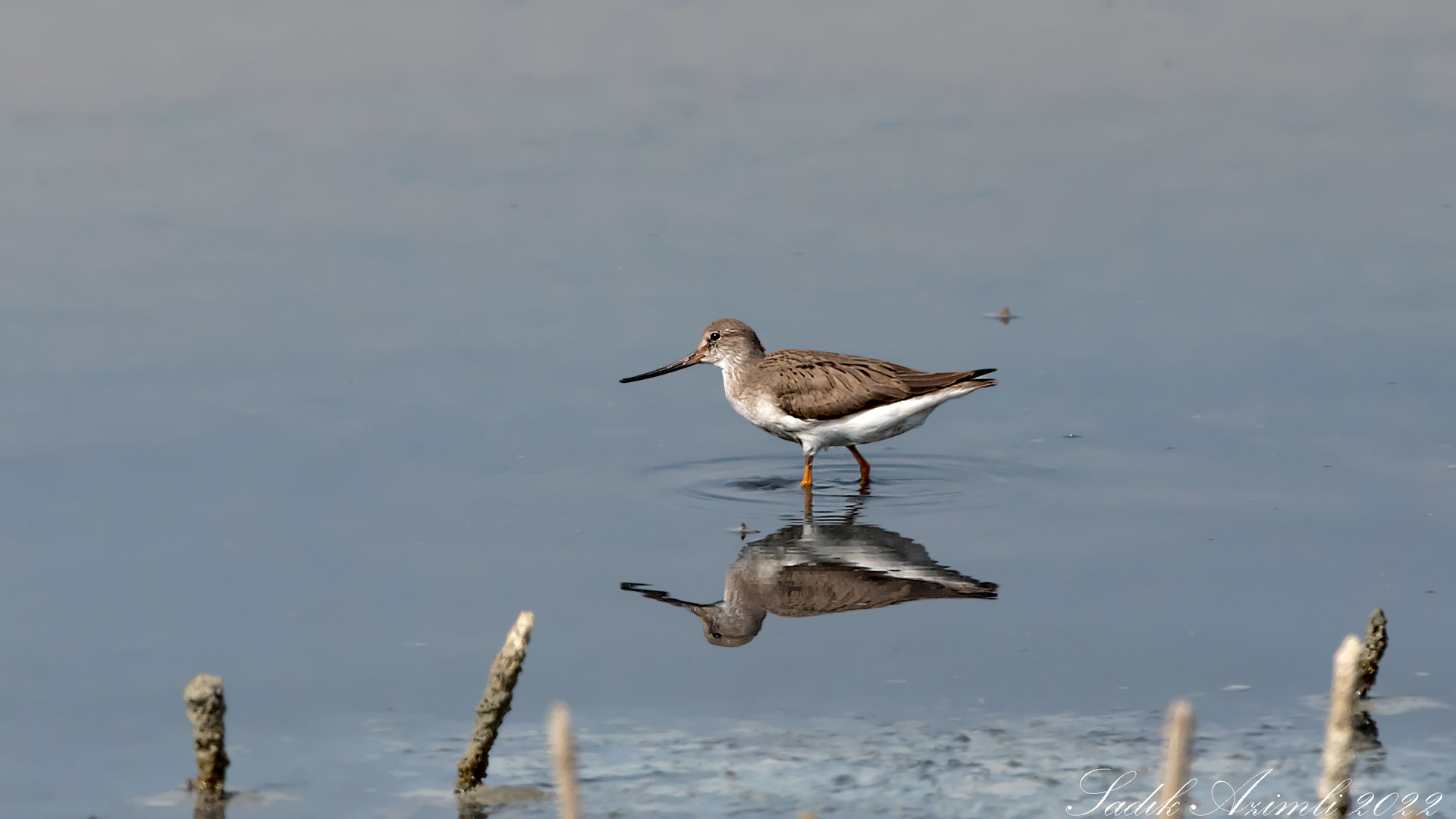 Terek düdükçünü