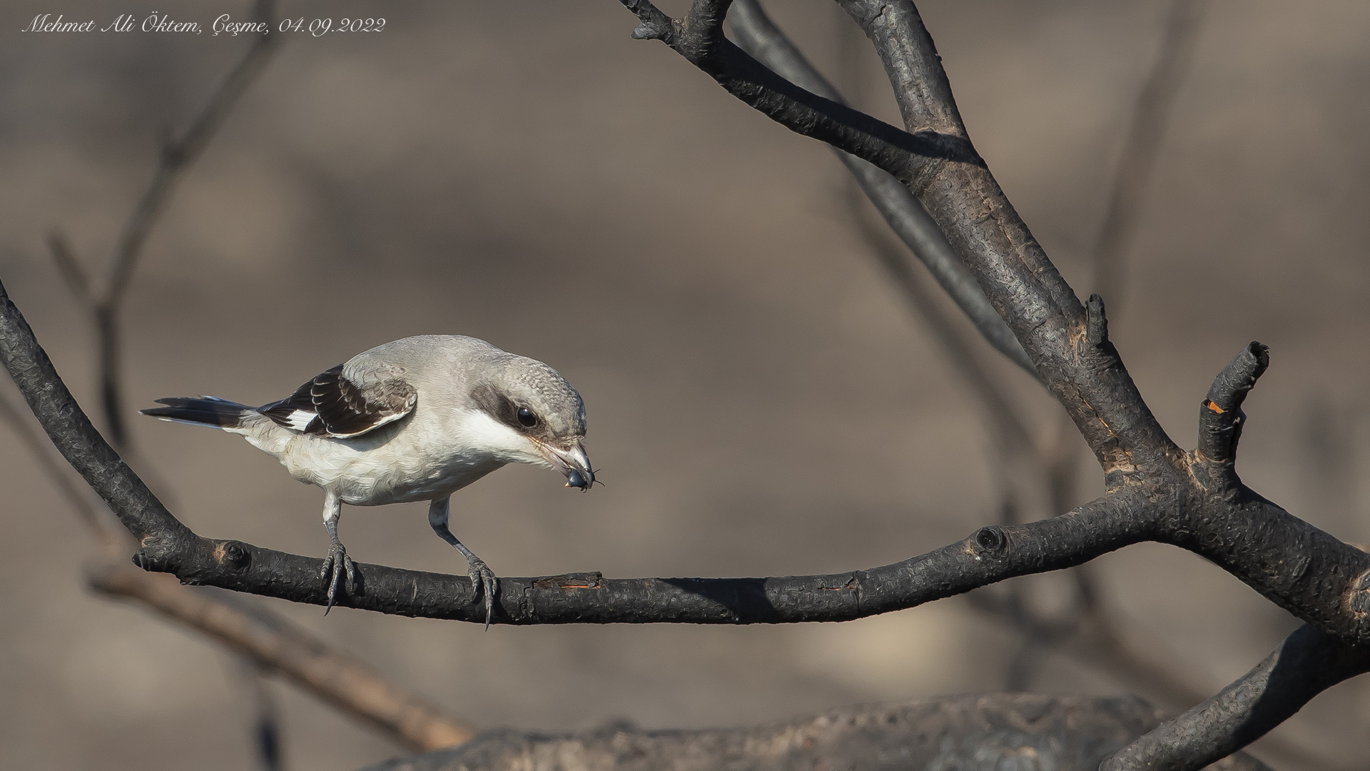 Karaalınlı örümcekkuşu