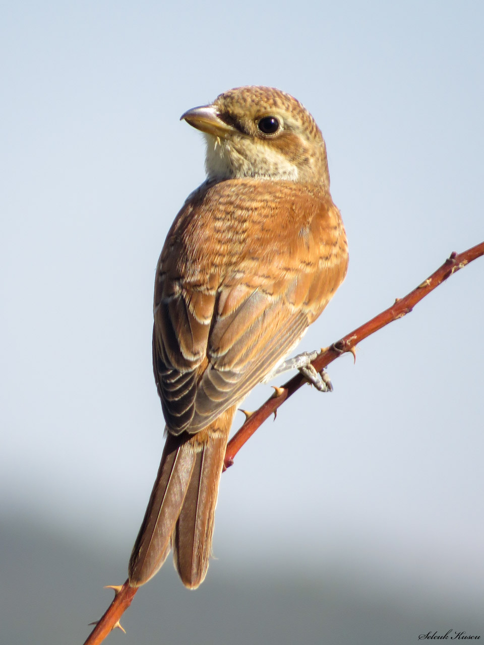 Kızılsırtlı örümcekkuşu