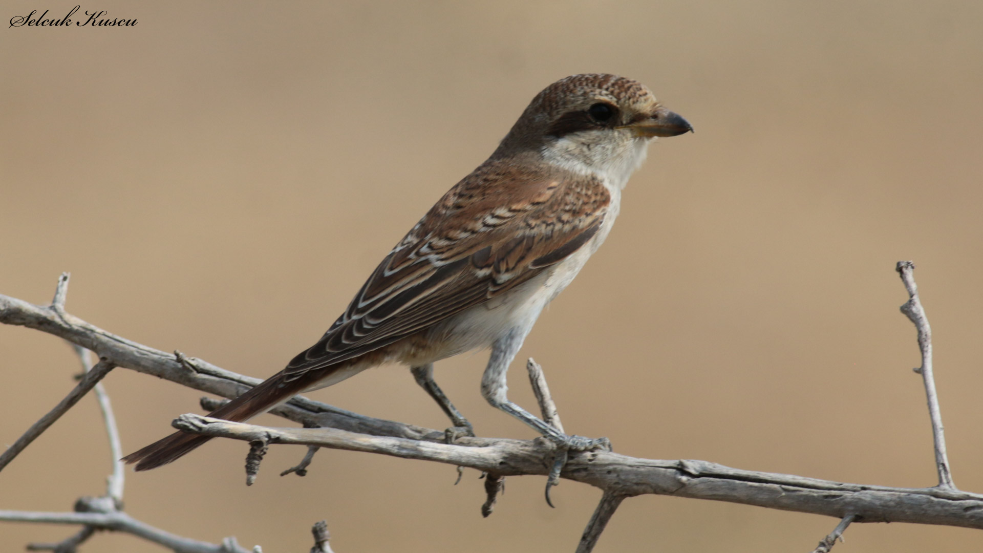Kızılsırtlı örümcekkuşu