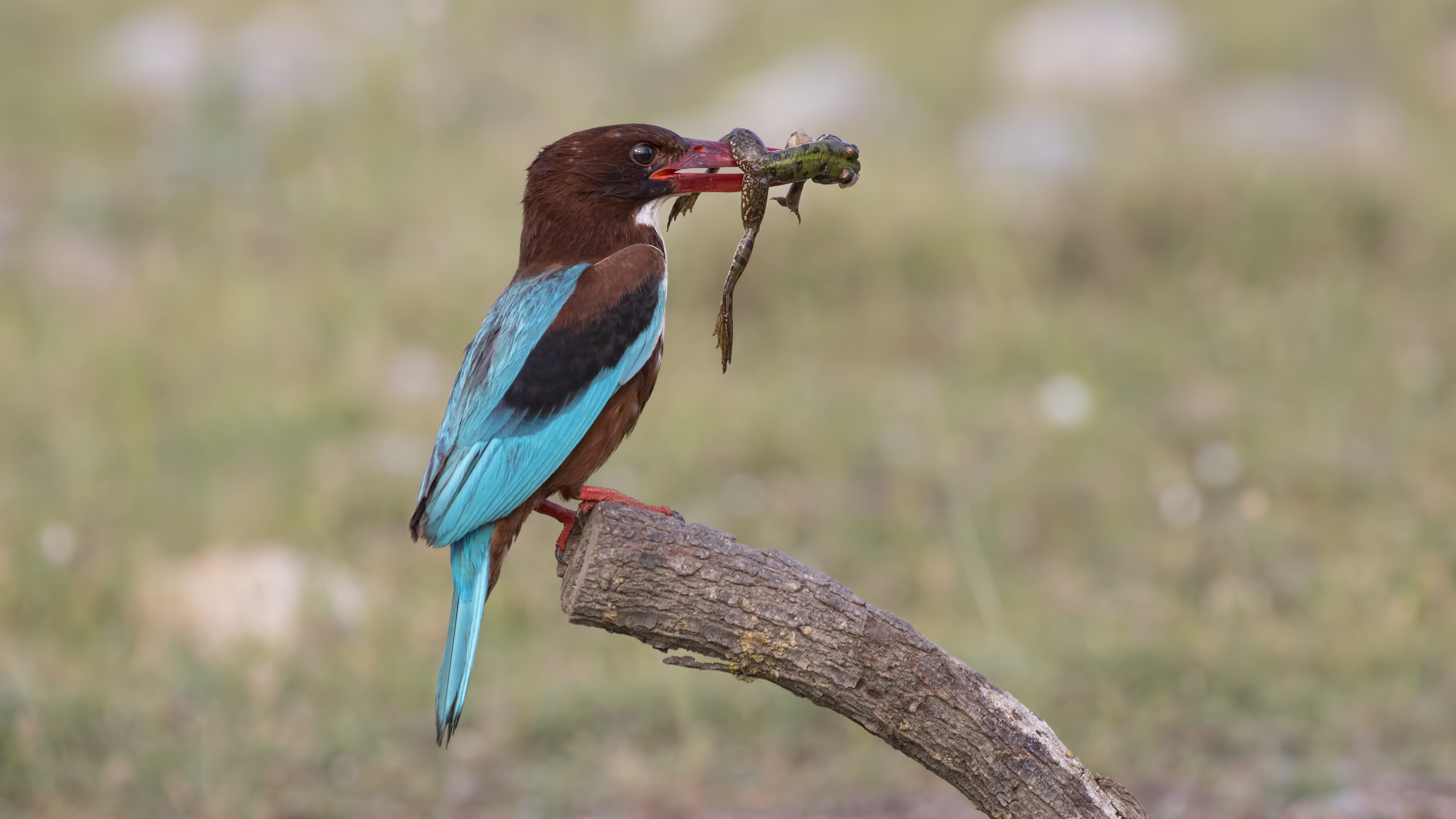 İzmir yalıçapkını