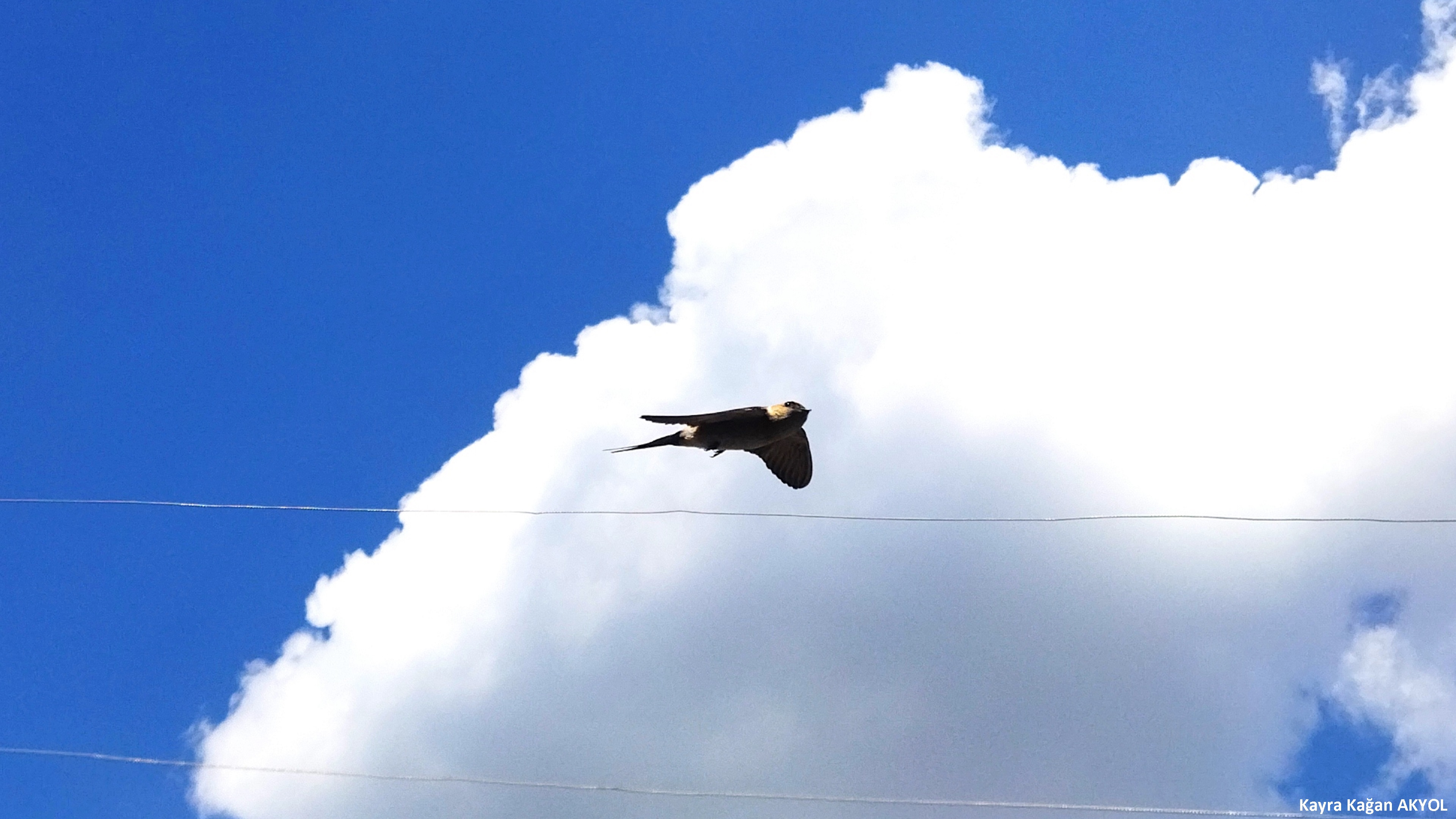 Kızıl kırlangıç