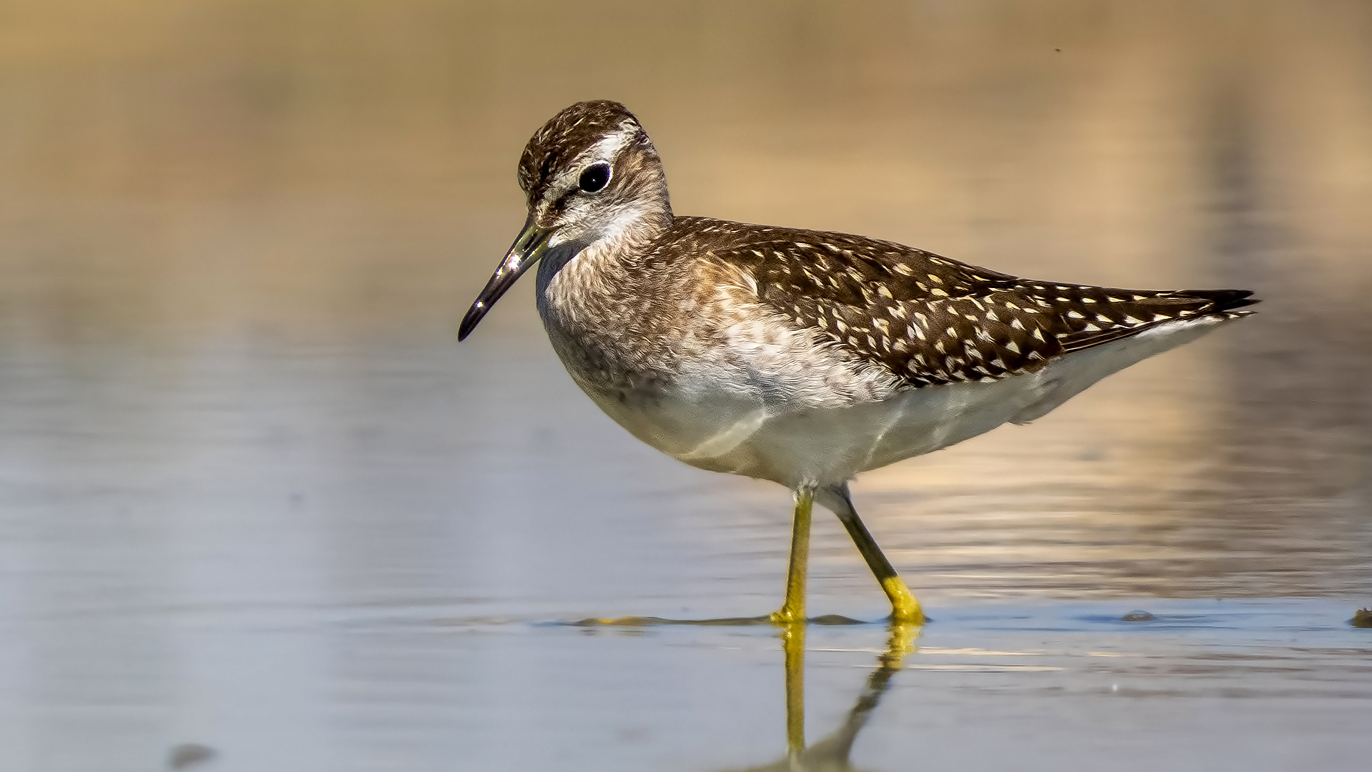 Orman düdükçünü