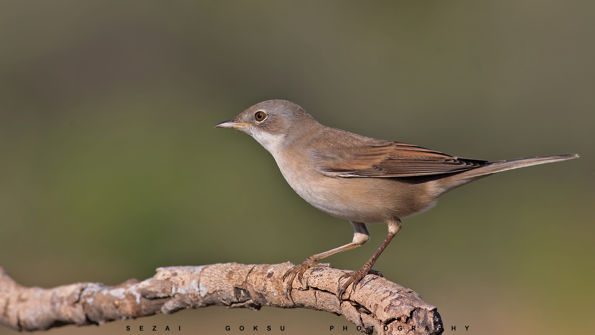 Akgerdanlı ötleğen