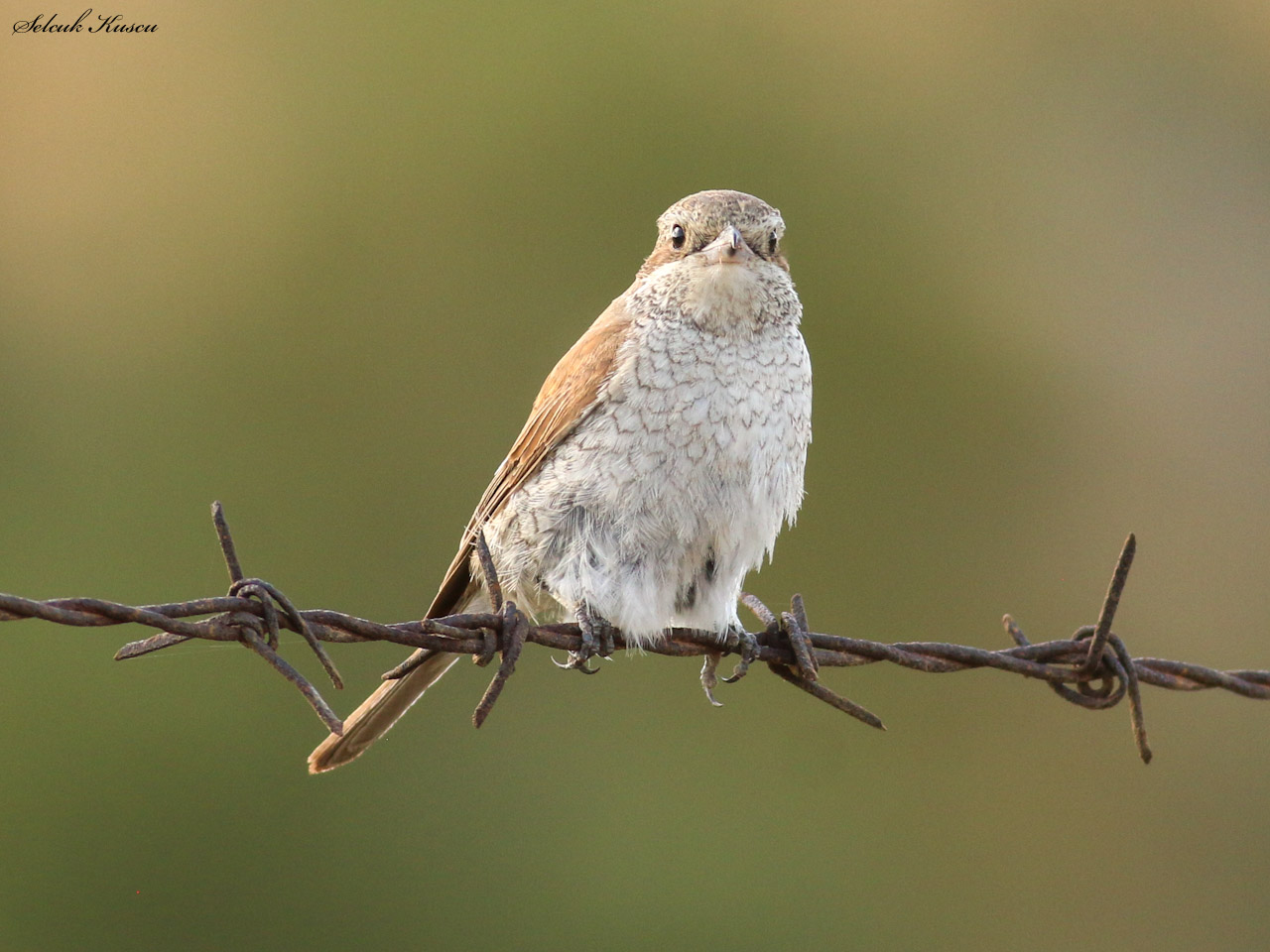 Kızılsırtlı örümcekkuşu
