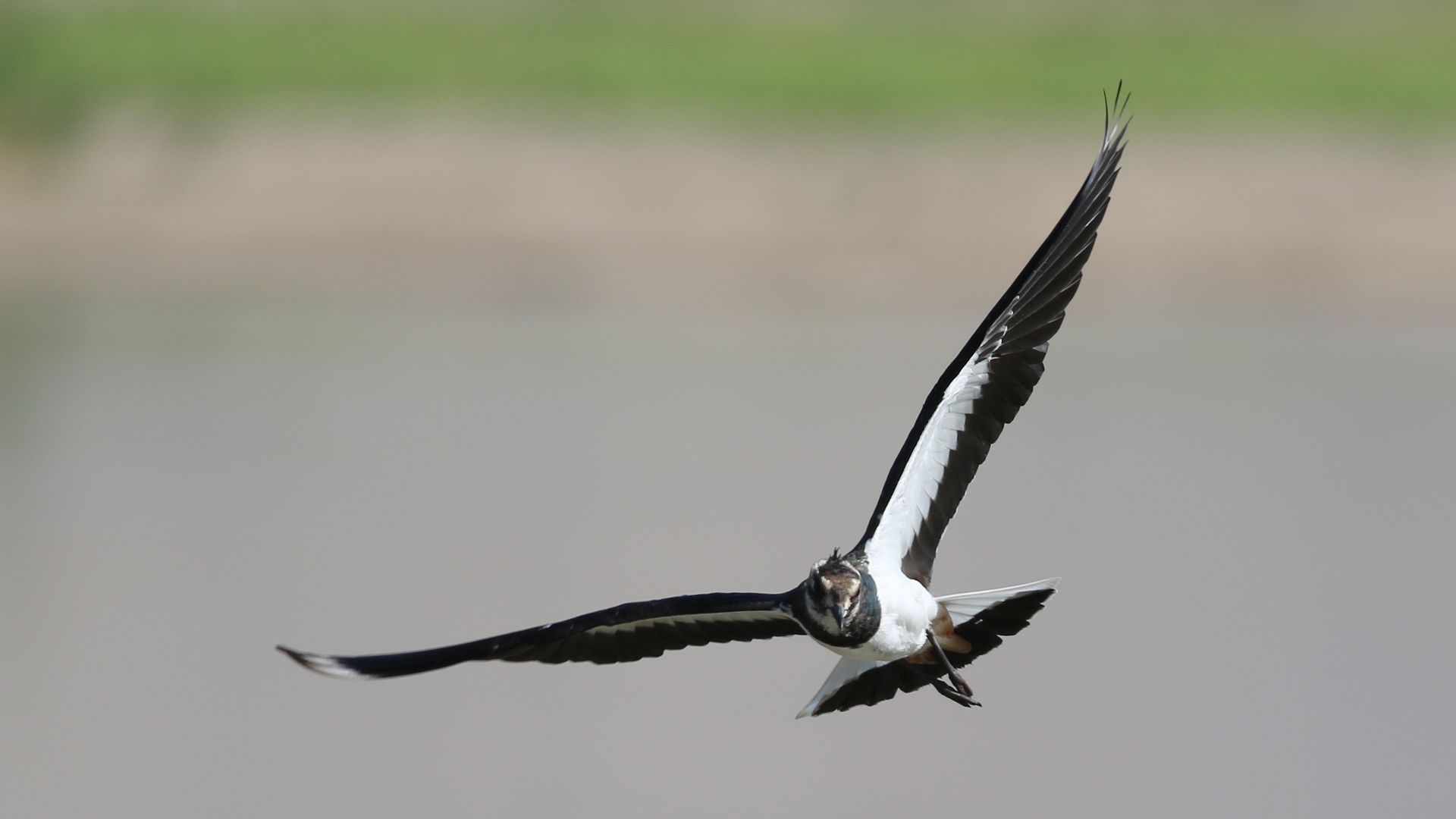 Kızkuşu » Northern Lapwing » Vanellus vanellus