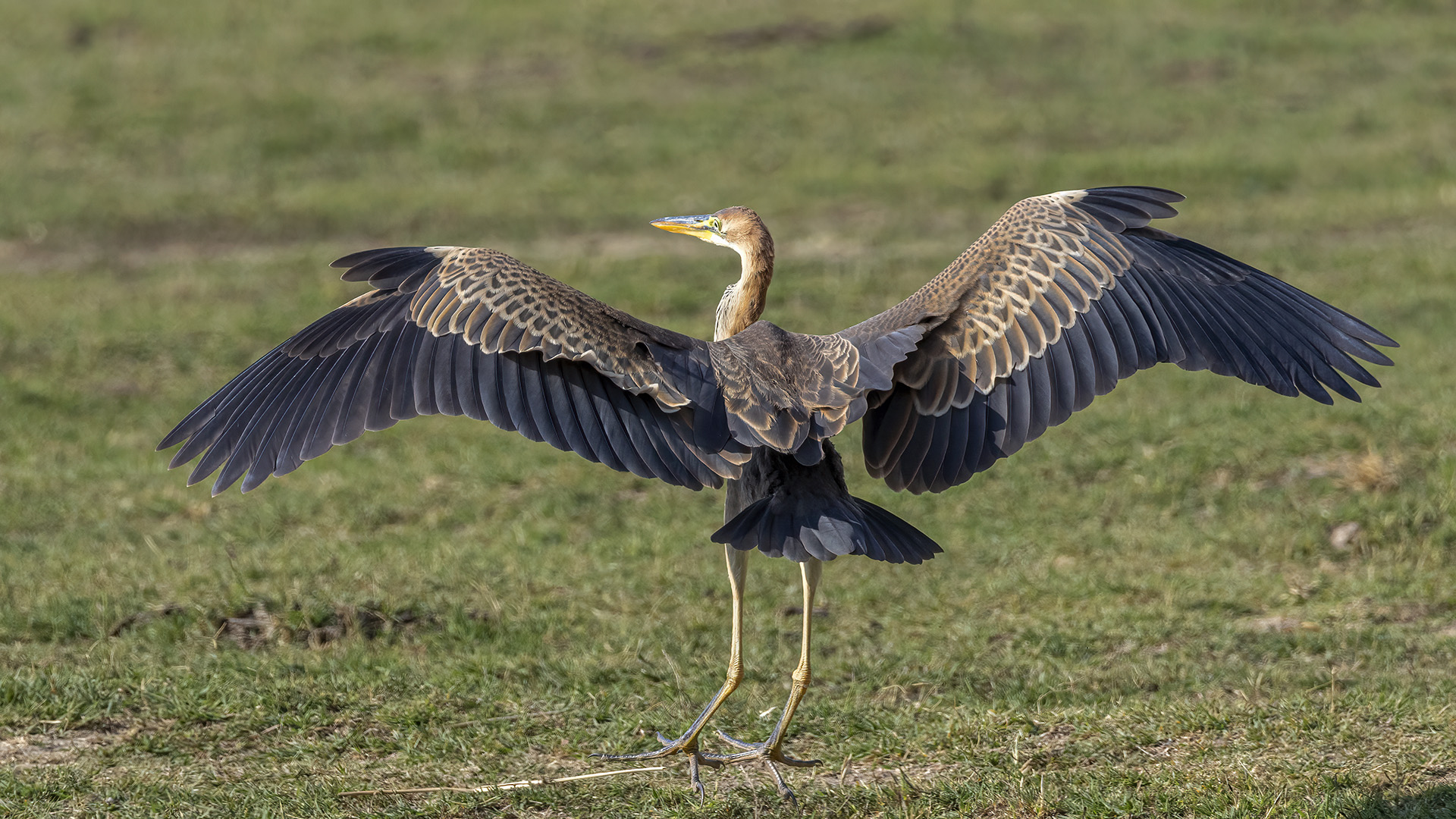 Erguvani balıkçıl